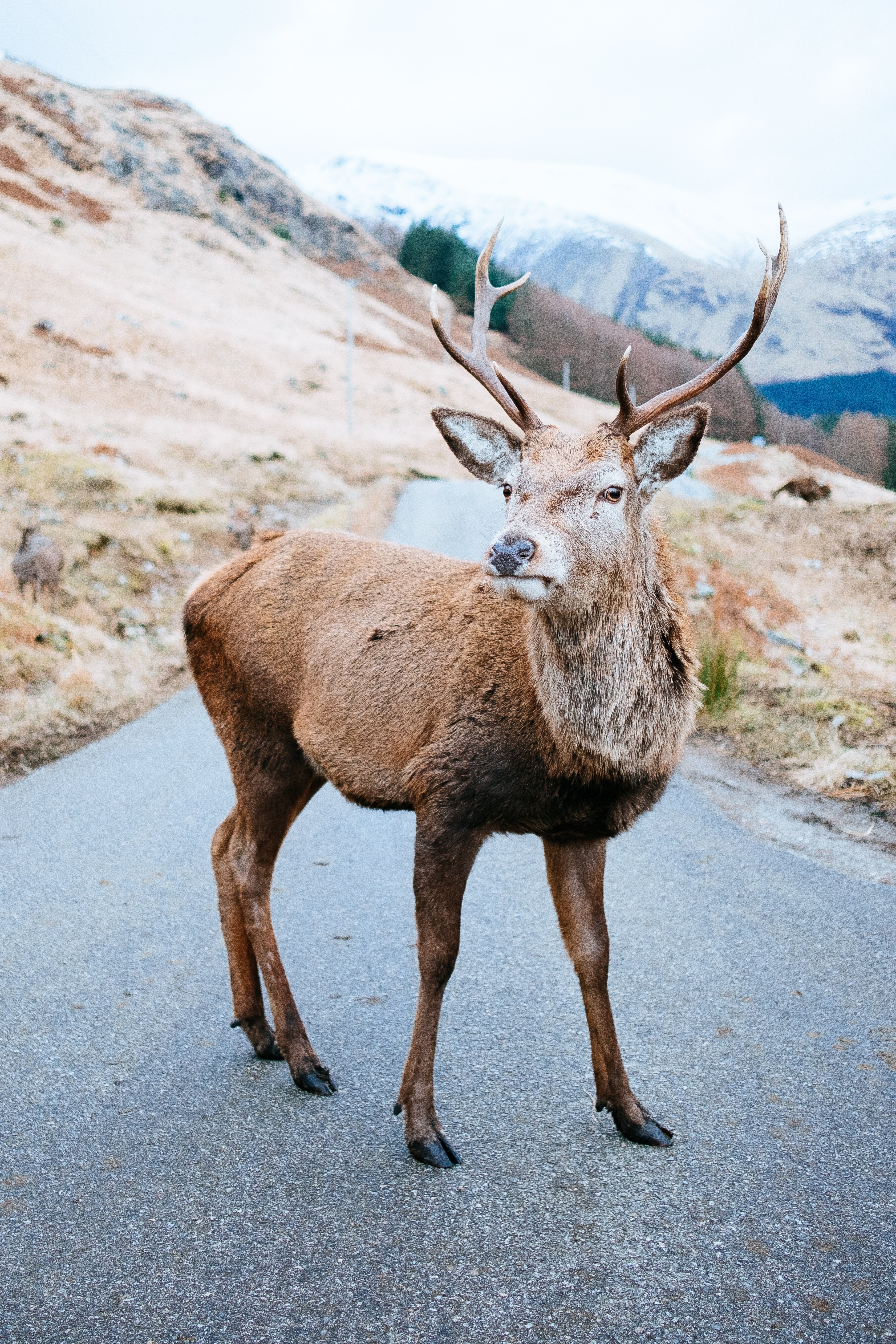 wild stag 4k, Phone HD Wallpaper