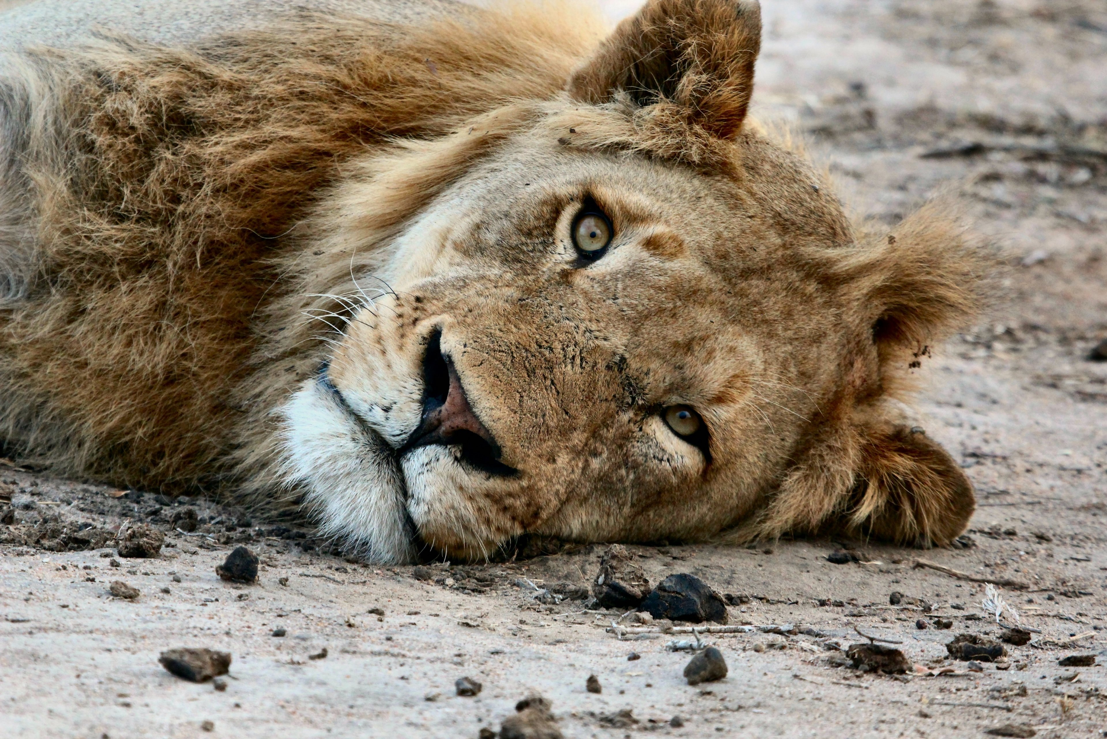 close up of the face of a lion lying on dirt ground, lions stare 4k, HD Wallpaper