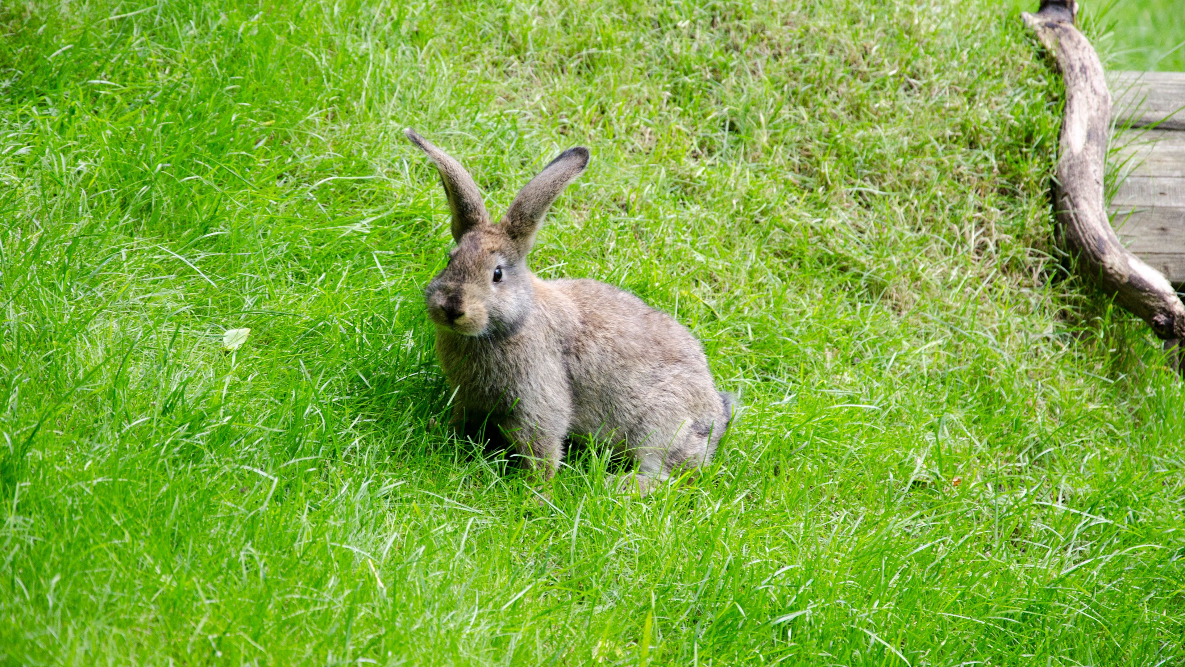 hare, grass, walk, 4k, HD Wallpaper