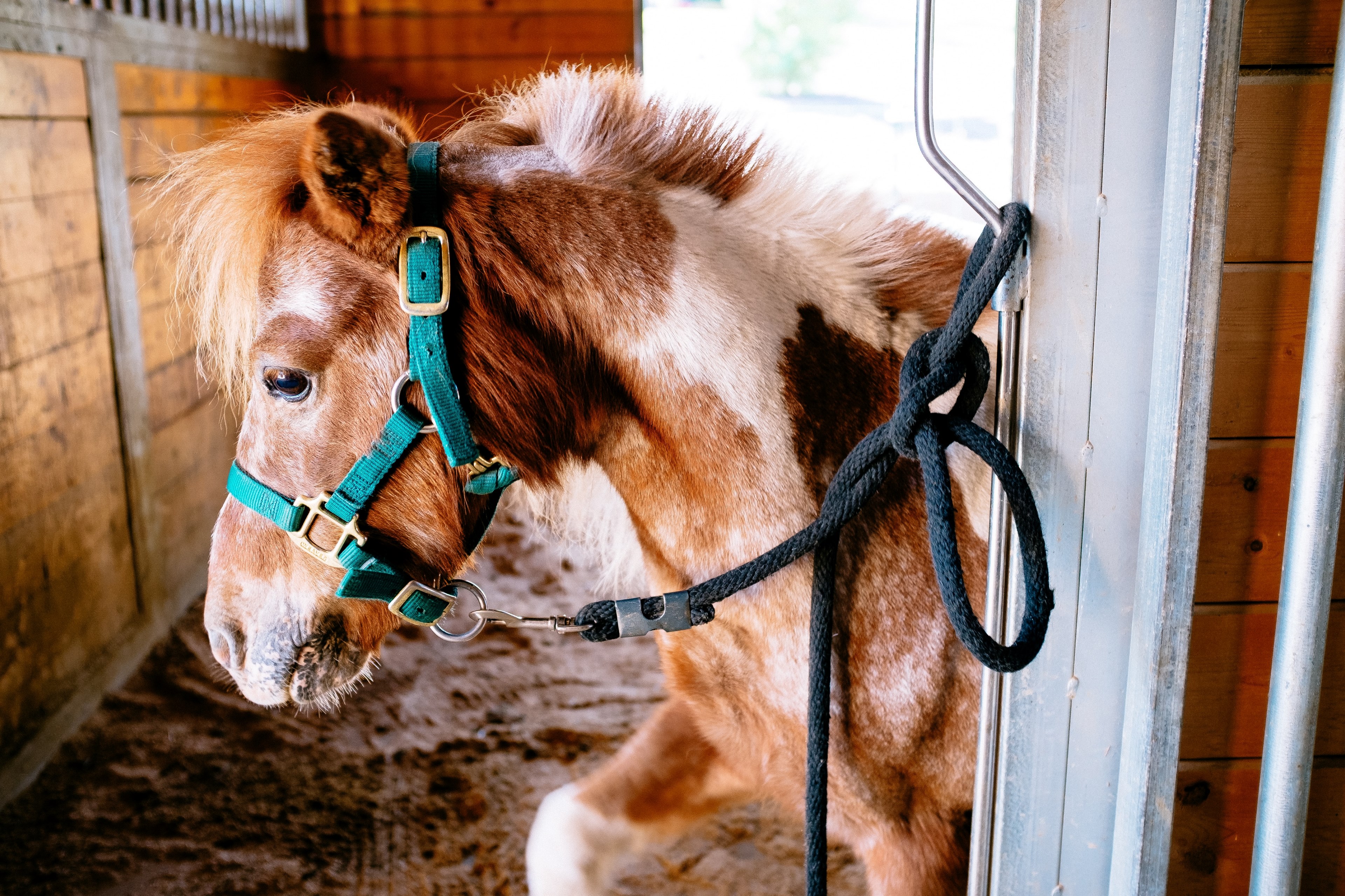 stable welsh pony pony and horse 4k, HD Wallpaper