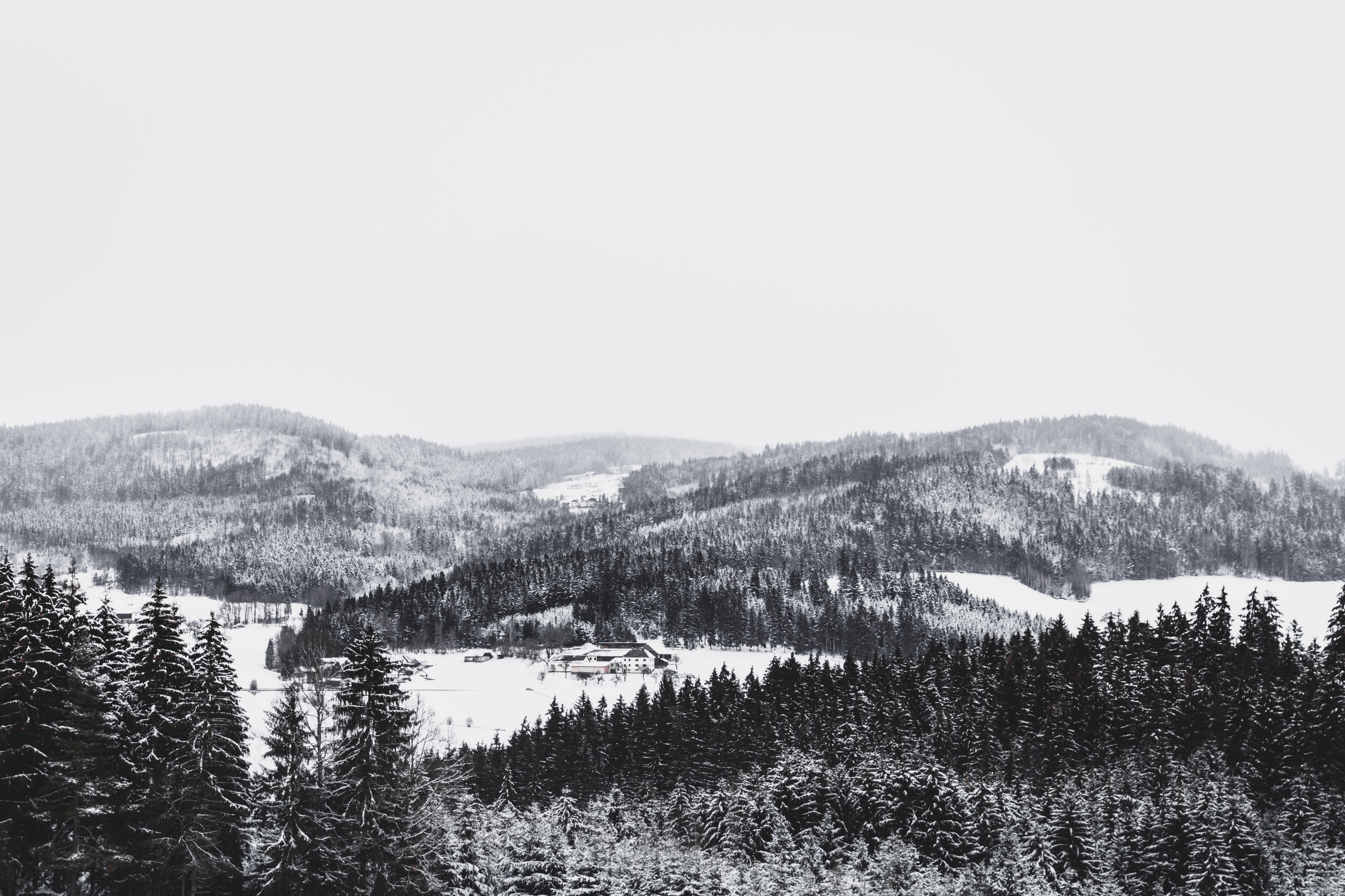 dense forest trees in the snow with a mountains done in black and white, forest trees in the snow 4k, HD Wallpaper