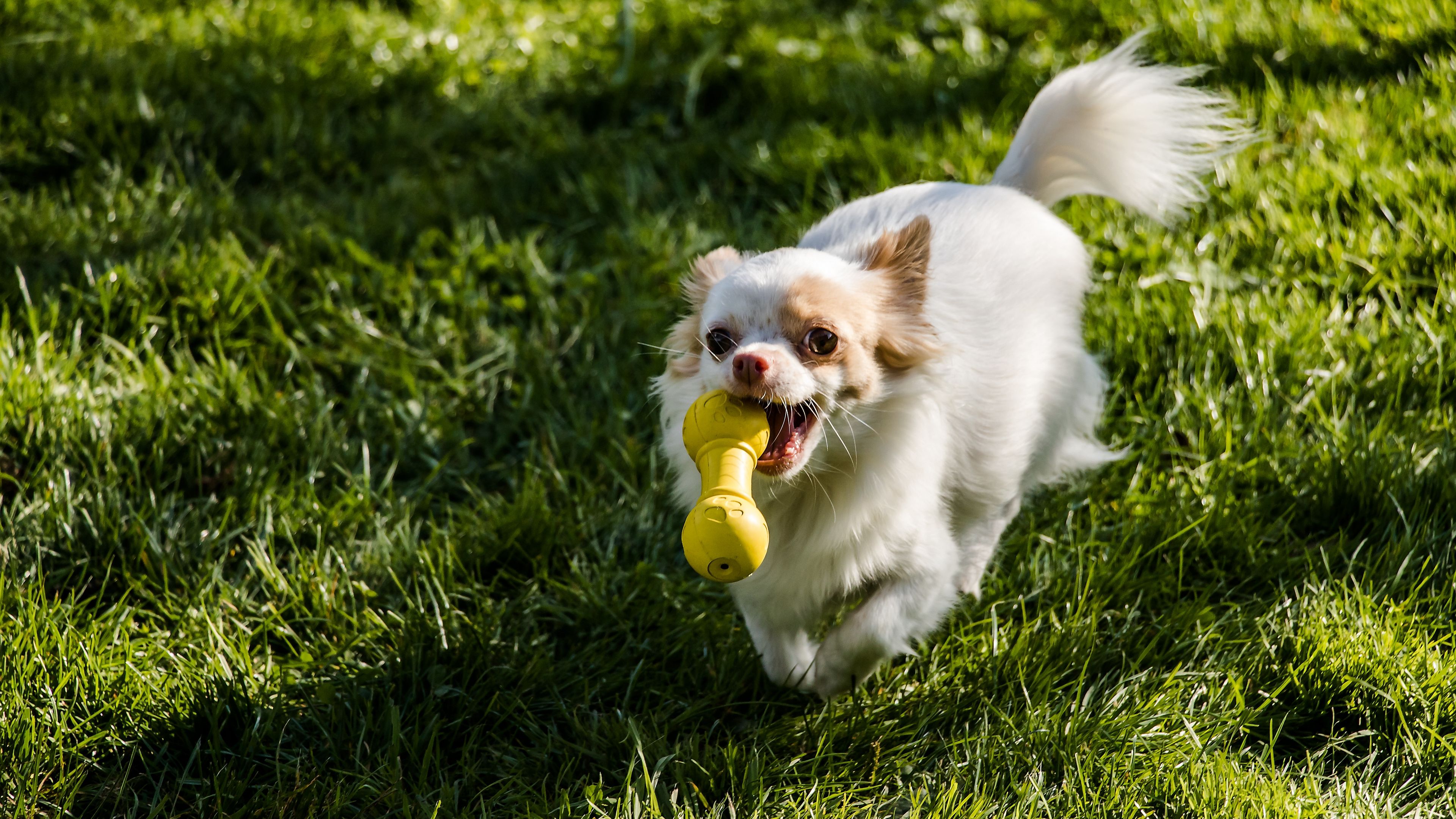 chihuahua, dog, toy, grass, walk, 4k, HD Wallpaper