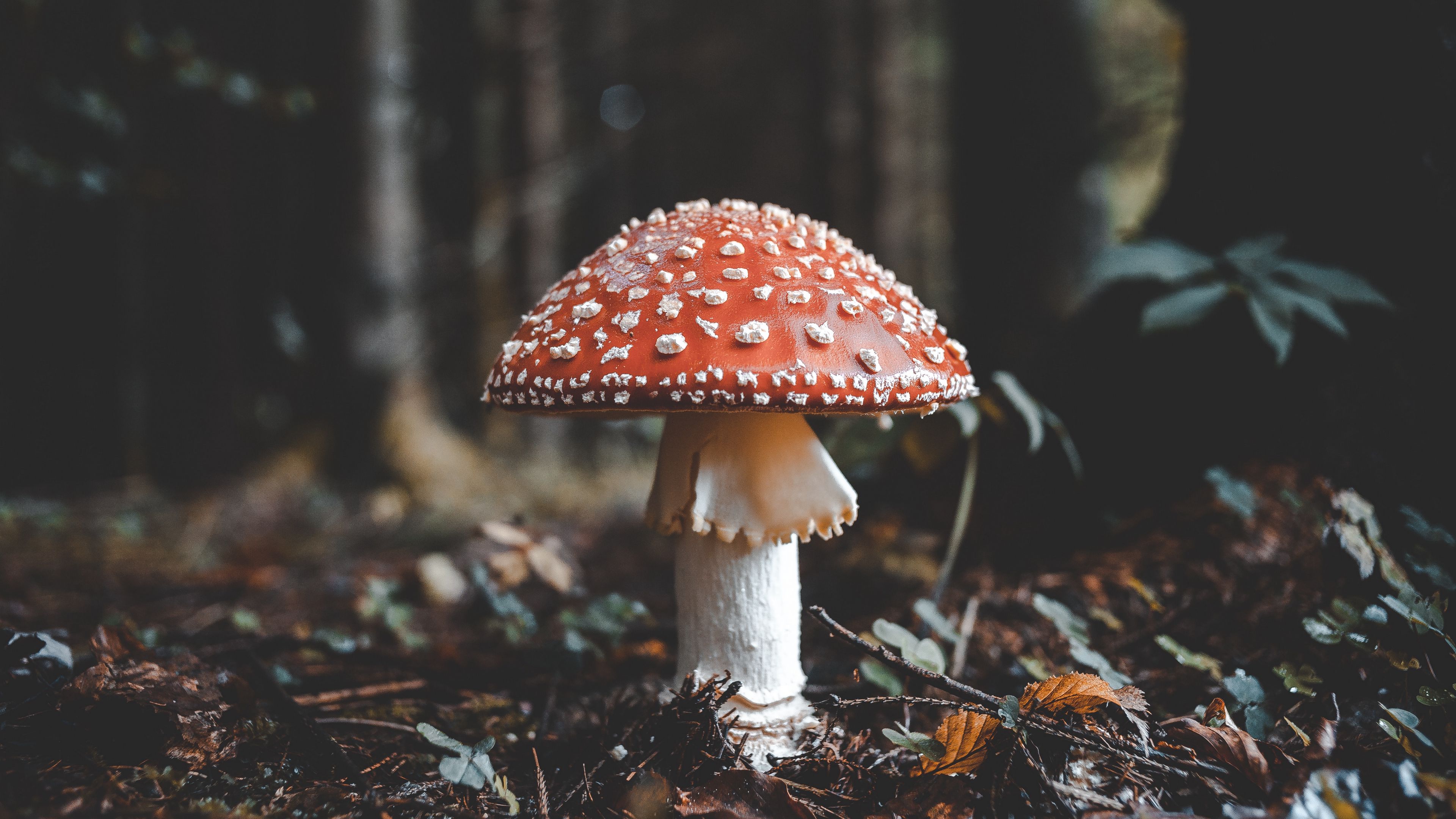 fly agaric, mushroom, fall, foliage, 4k, HD Wallpaper