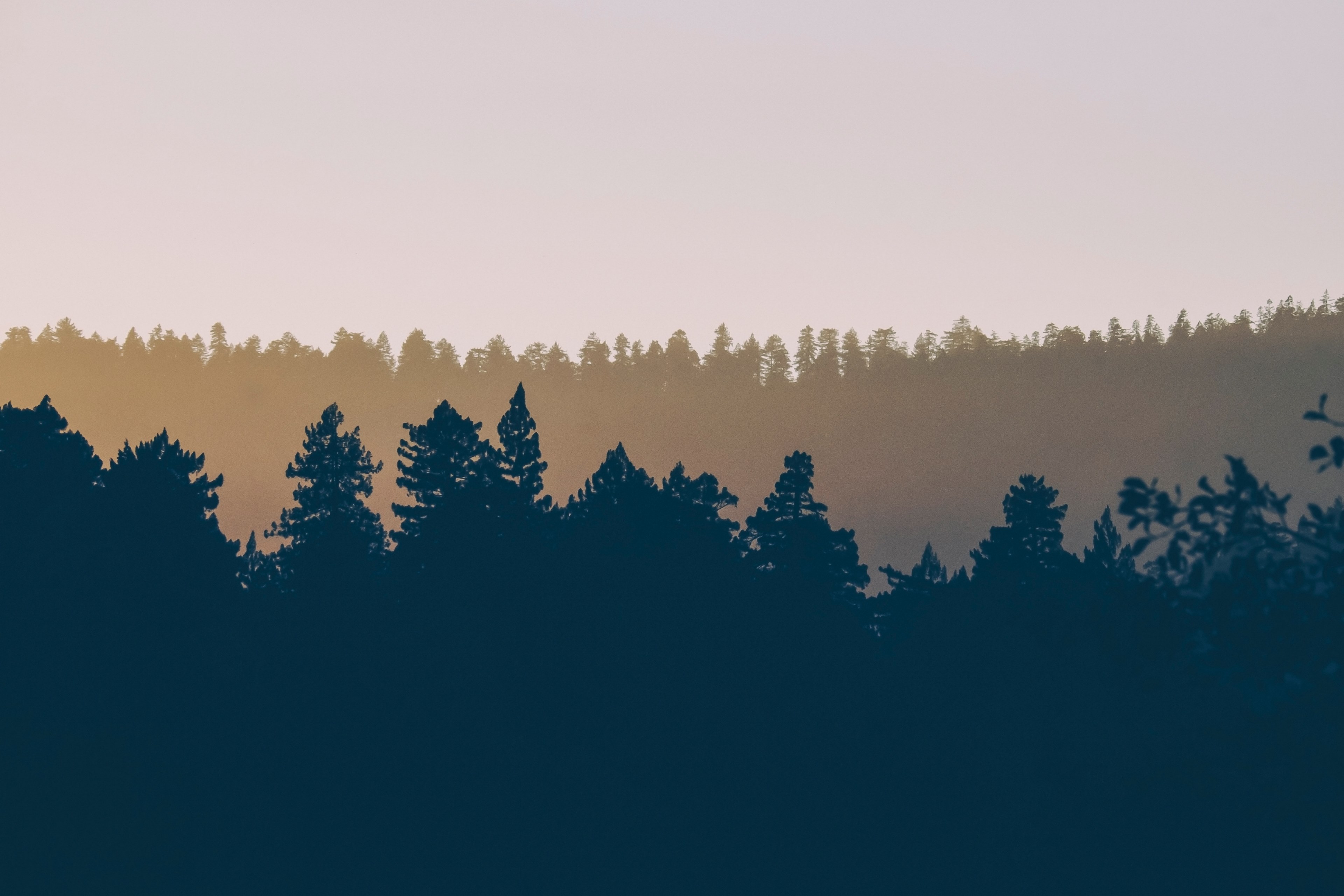 silhouettes of treelines under a pale evening sky, evening treelines 4k, HD Wallpaper