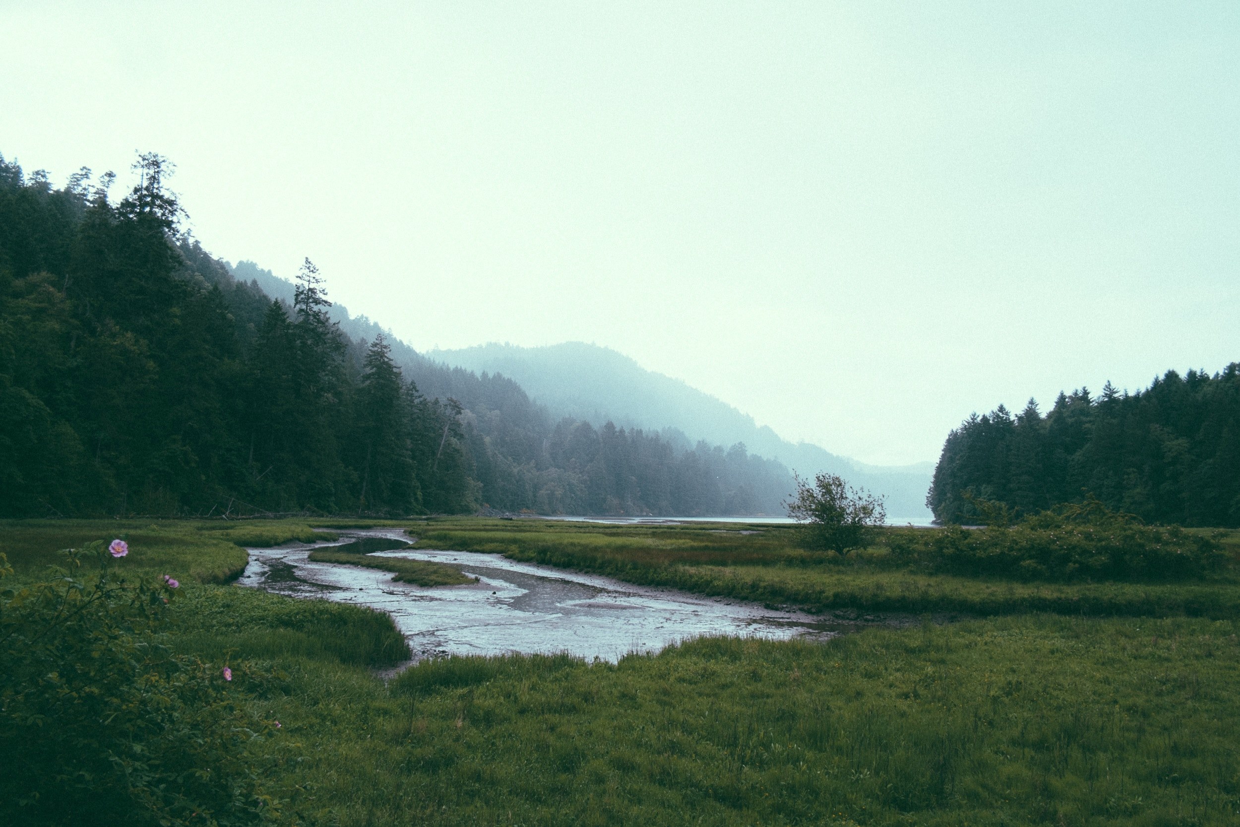 marsh wetlands swamp and wilderness 4k, HD Wallpaper