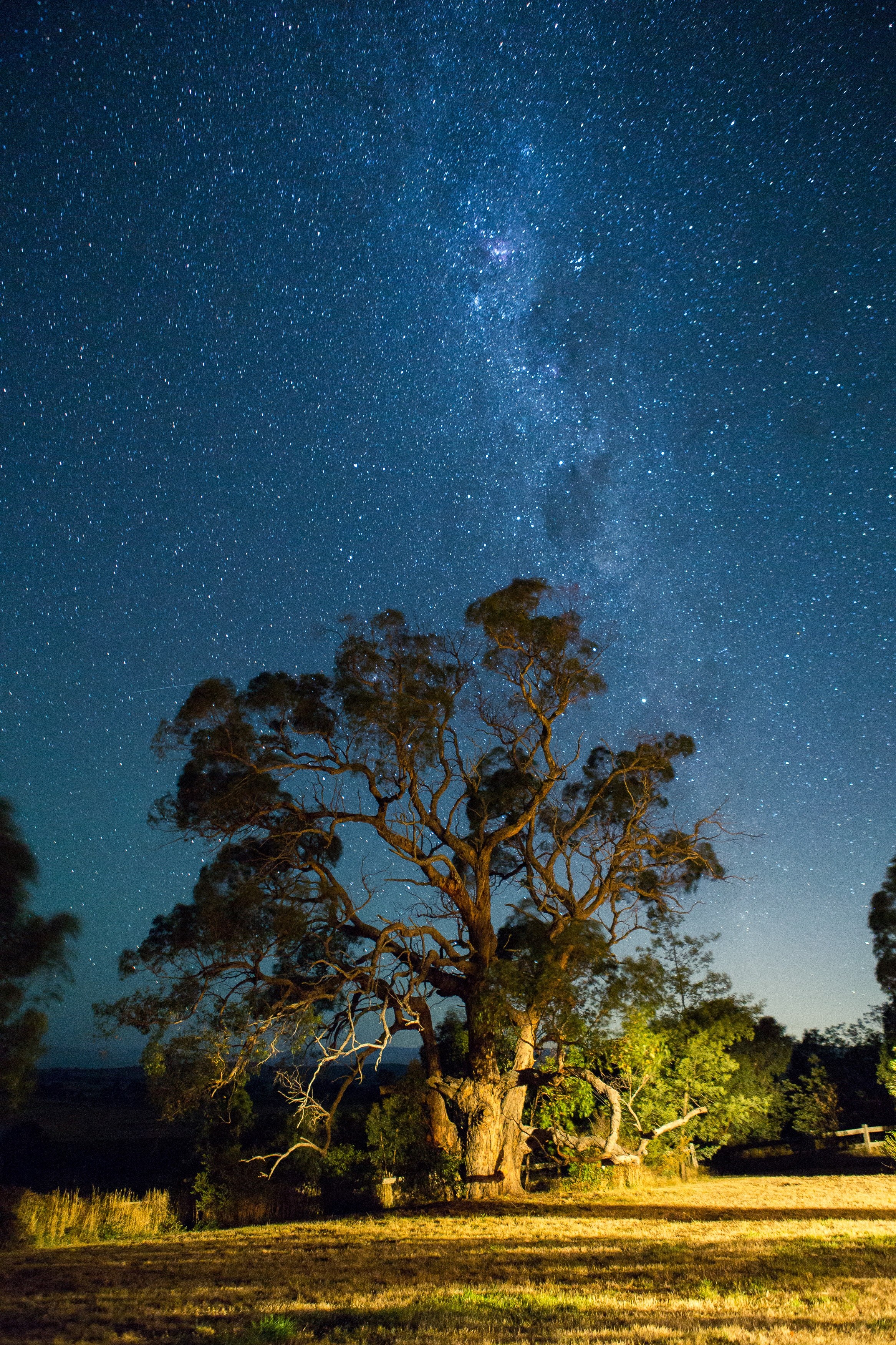tree star night and sky hd, 4k, Phone HD Wallpaper