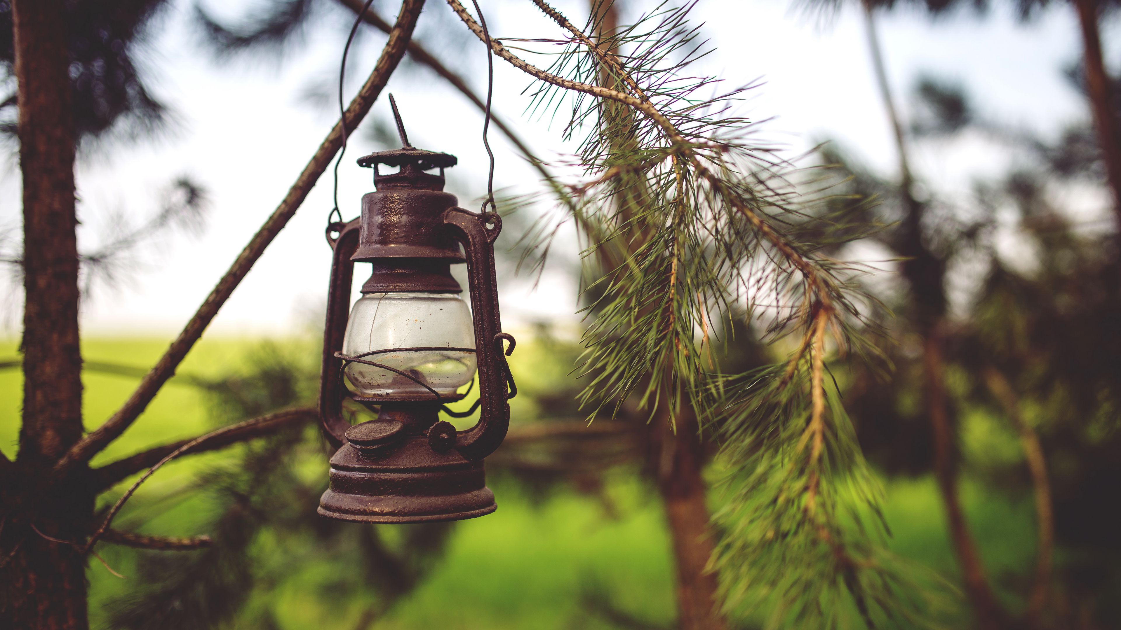 lantern, lamp, branches, 4k, HD Wallpaper