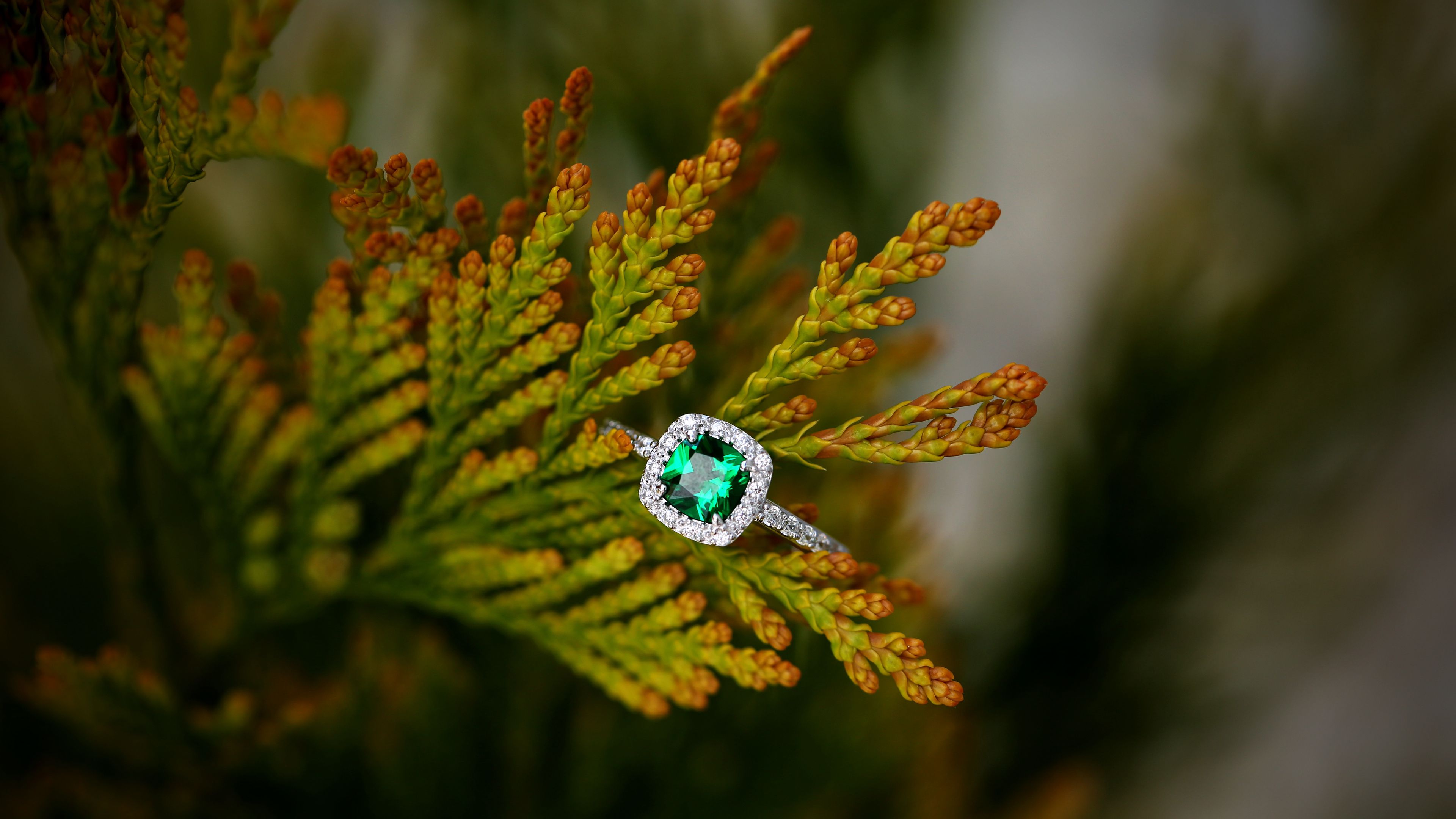 ring, stone, plant, 4k, HD Wallpaper