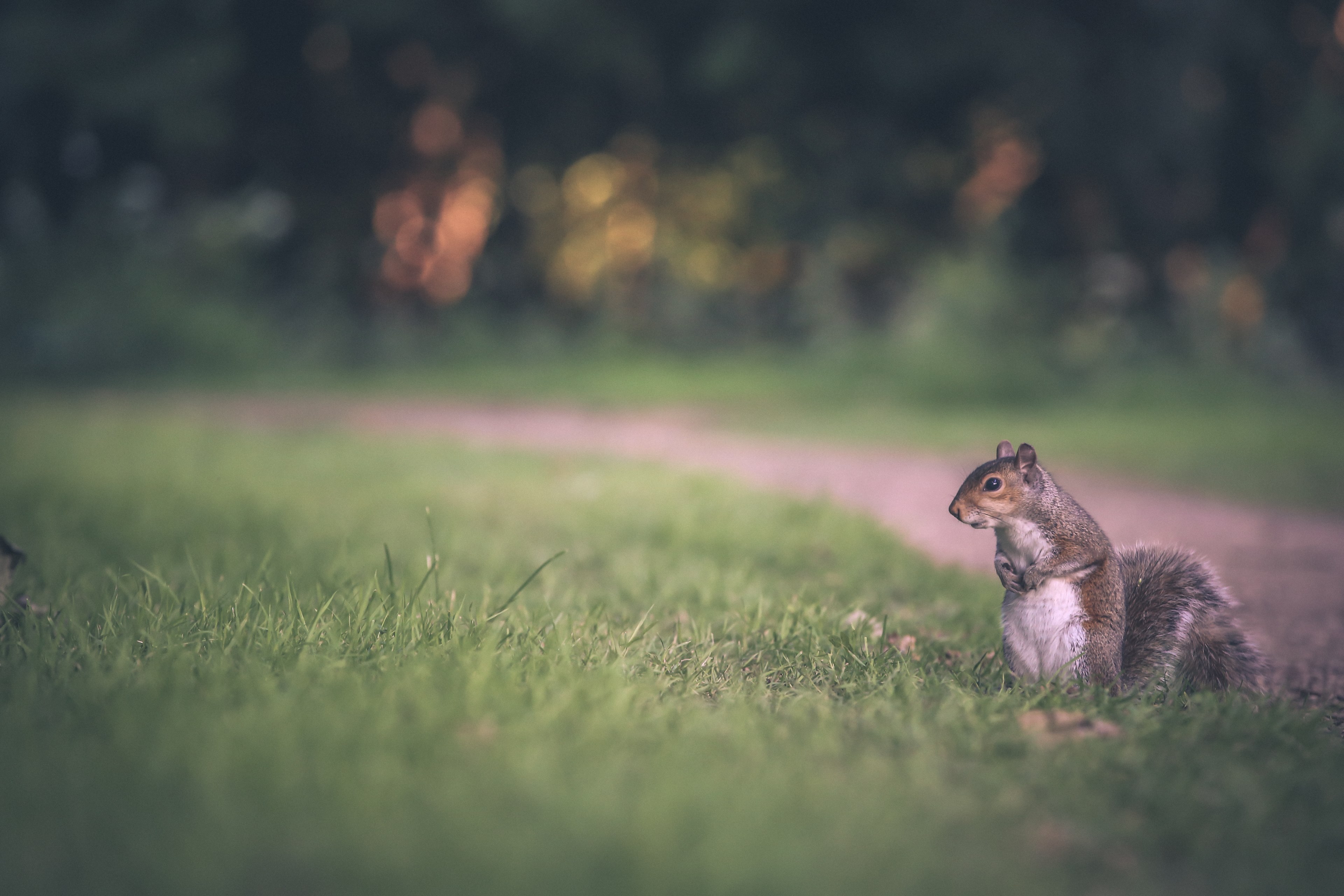 a squirrel holding its hands in a garden path, squirrel on a lawn 4k, HD Wallpaper