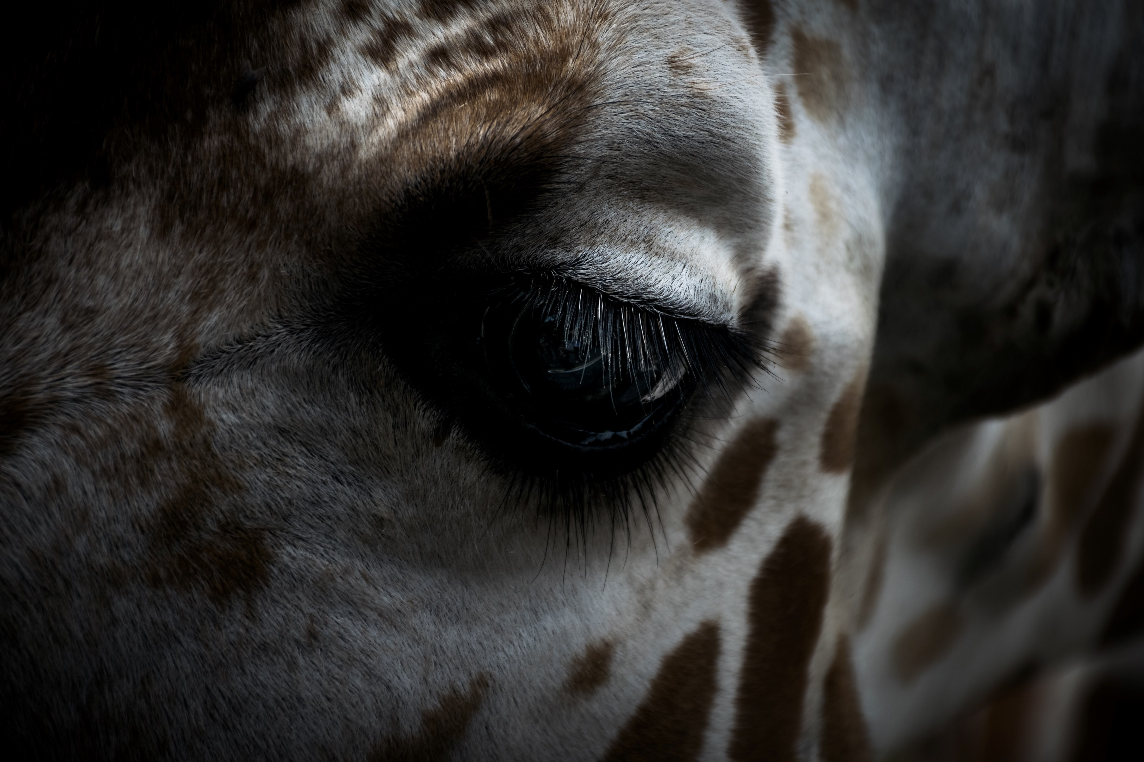 giraffe animal eyelash and eye 4k, HD Wallpaper