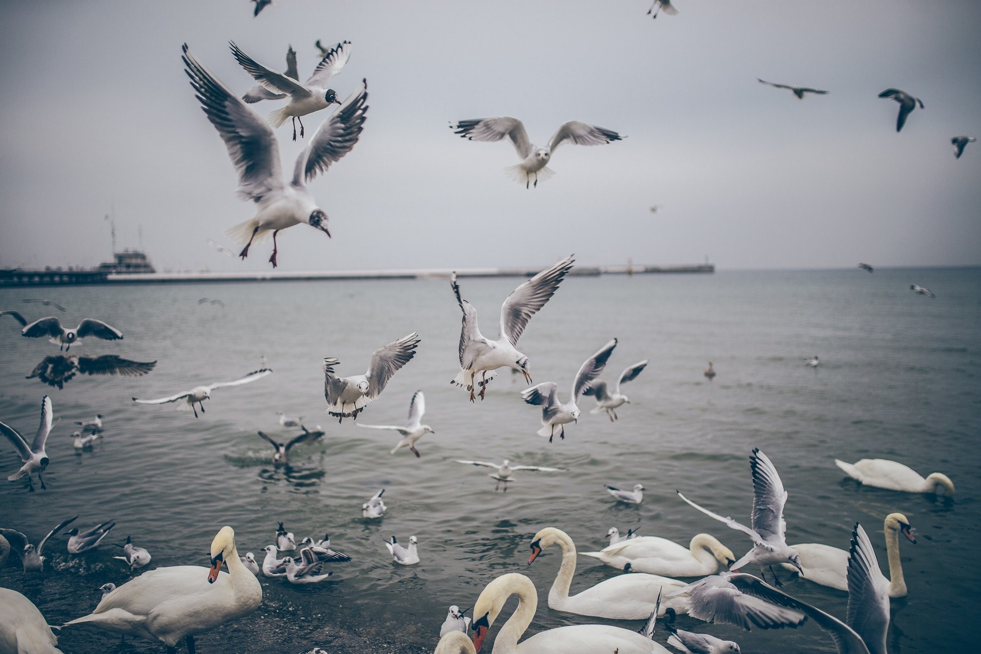 a lot of seagulls flying in the sky and swimming in the water with swans, seagulls and swans 4k, HD Wallpaper