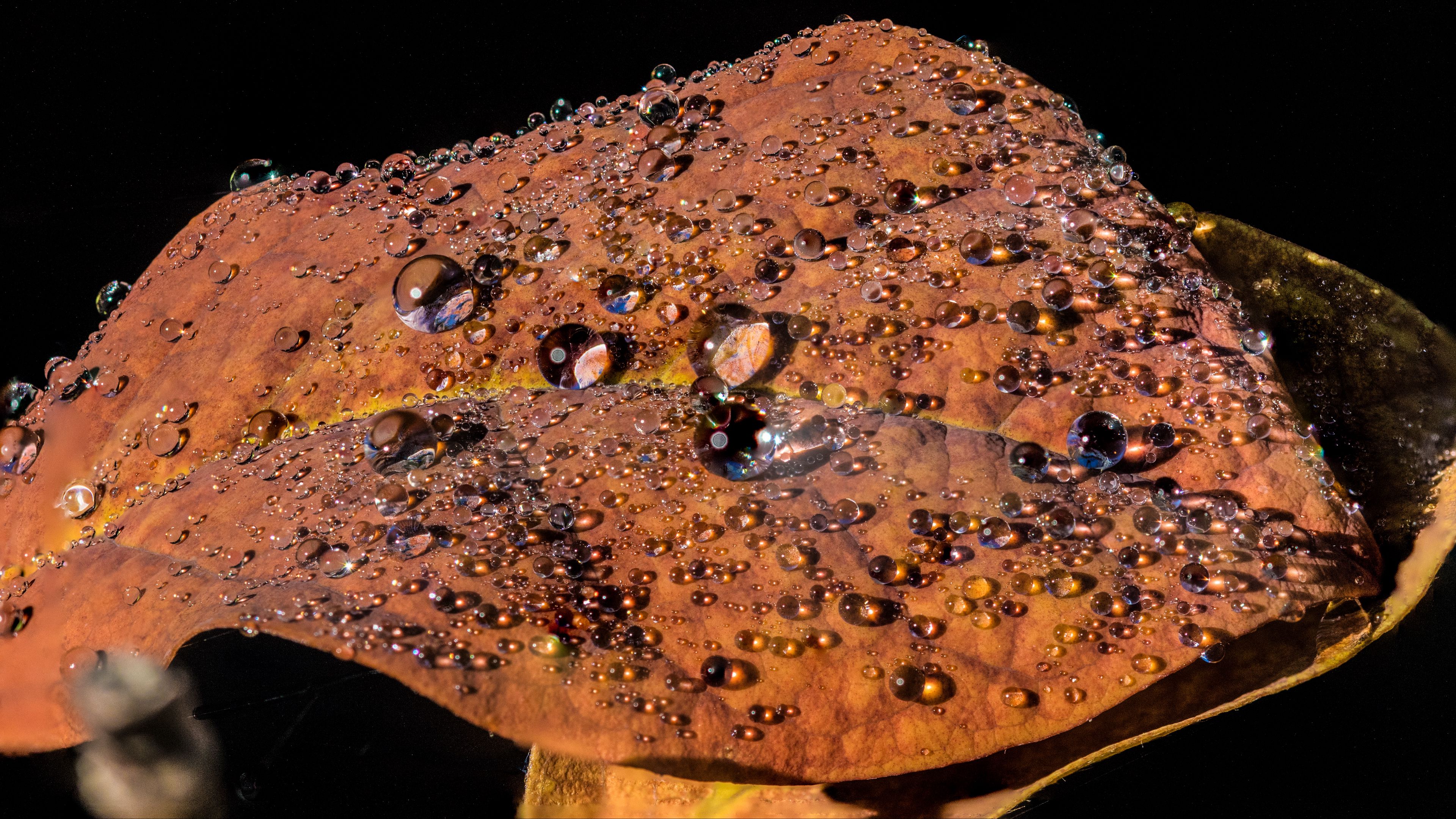 leaf, drops, closeup, glitter, 4k, HD Wallpaper