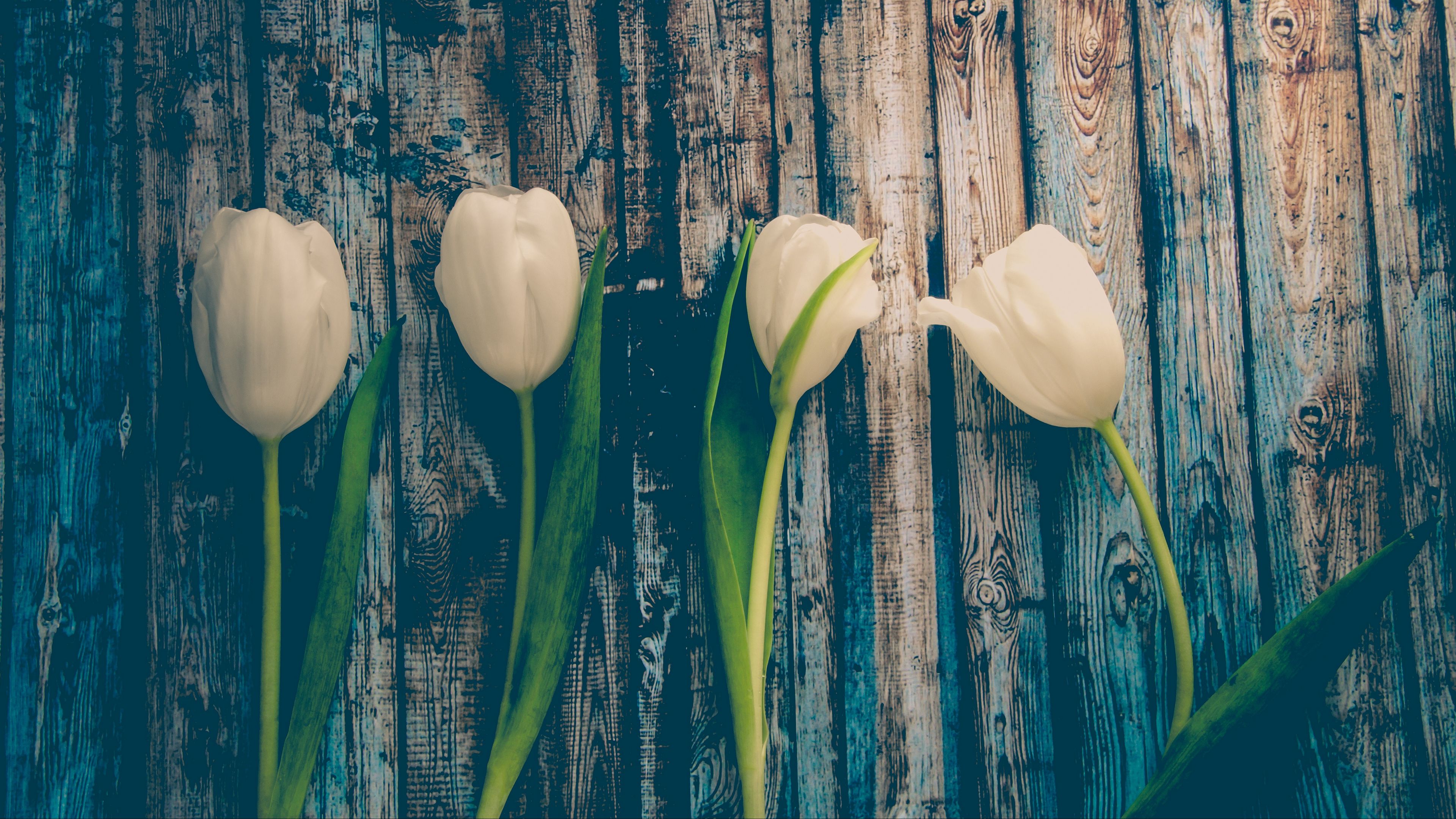 tulips, flowers, stem, 4k, HD Wallpaper