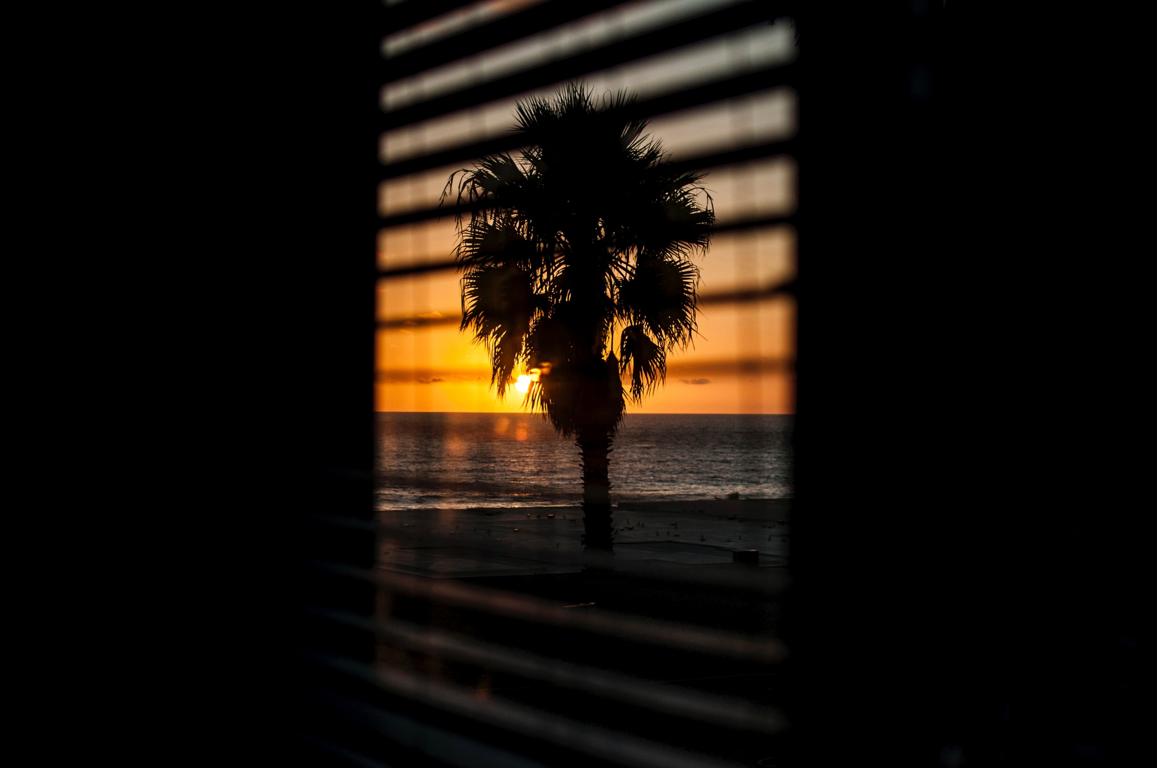a palm tree the ocean and the sun above the horizon seen through window blinds, sunset blind palm tree and silhouette 4k, HD Wallpaper