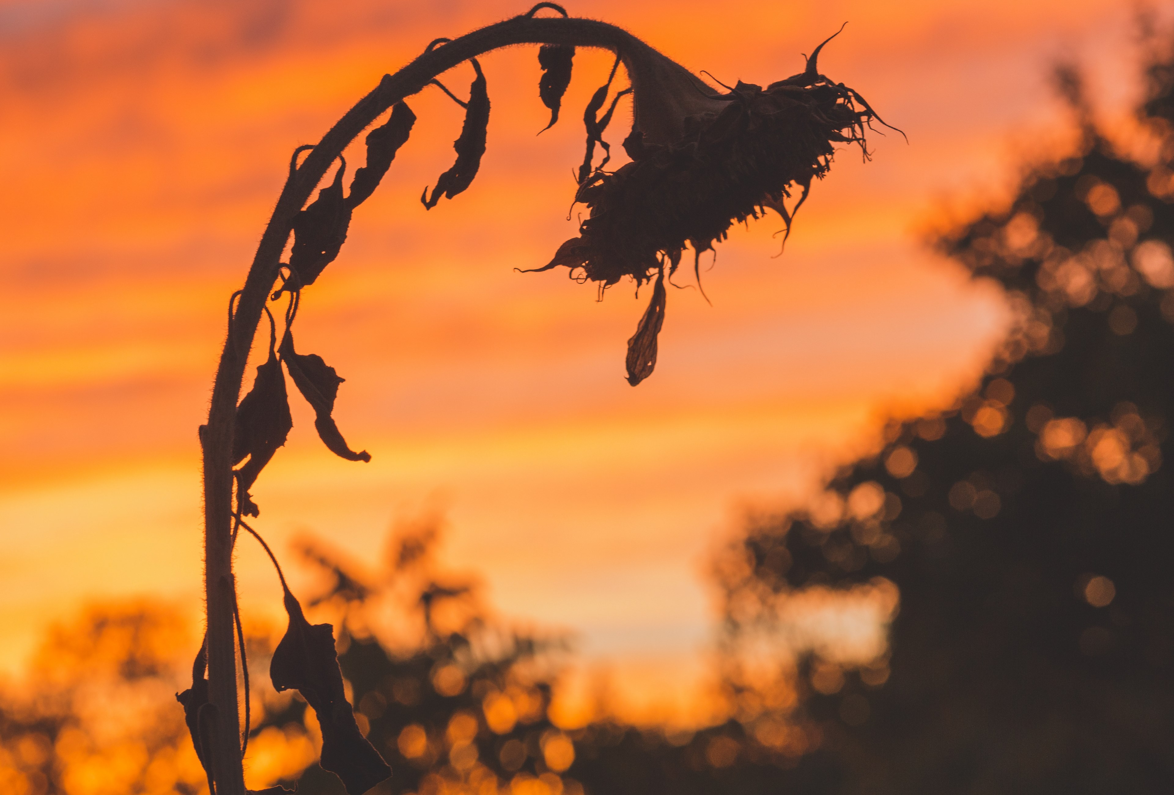 a dreary shot of a silhouette of a wilting sunflower bending down down against the orange sky, dying sunflower at dusk 4k, HD Wallpaper