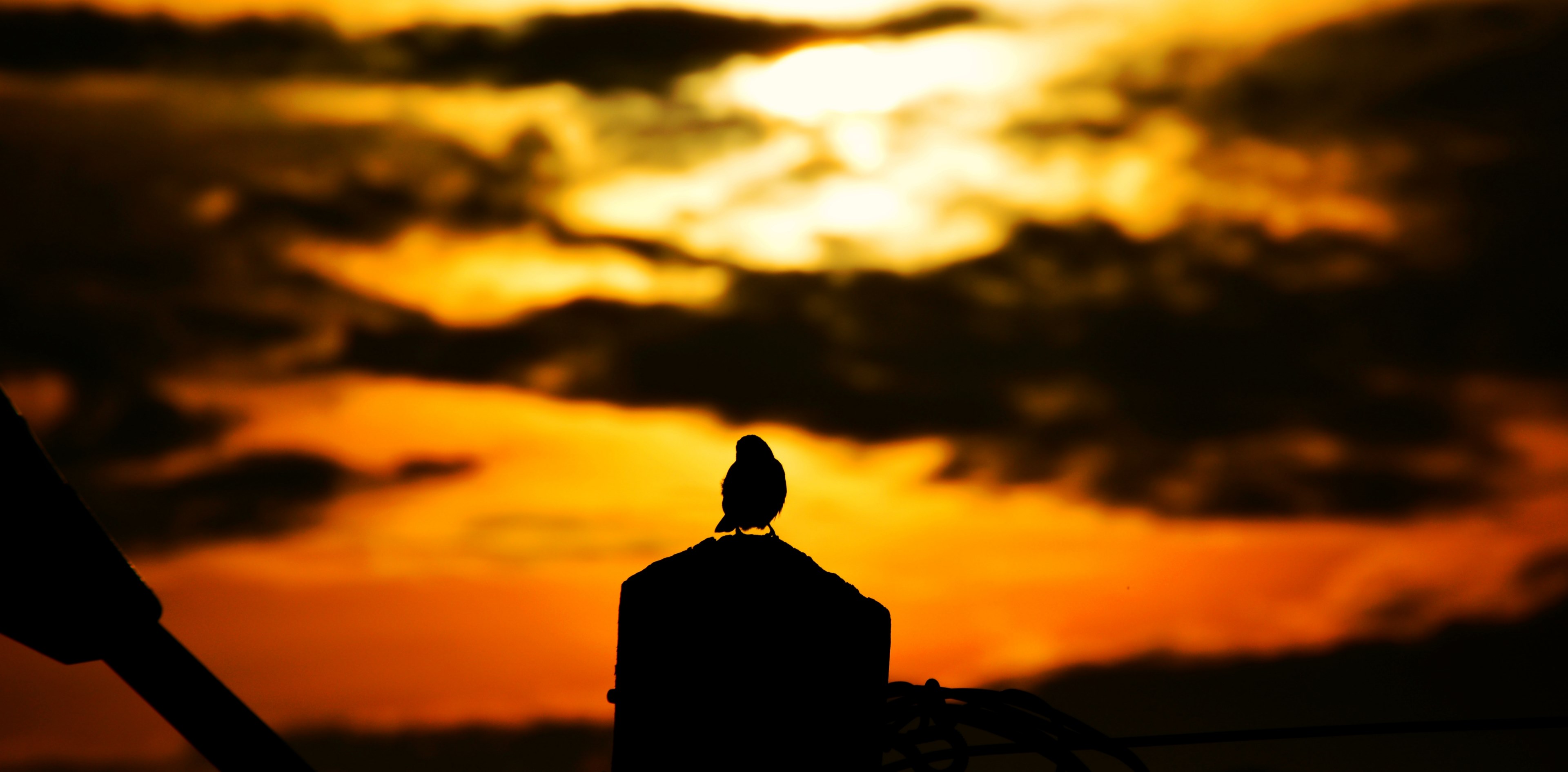 a silhouette of a bird perched on a rock or post with the sunset creating an orange sky in bessengue, bird at sunset 4k, HD Wallpaper