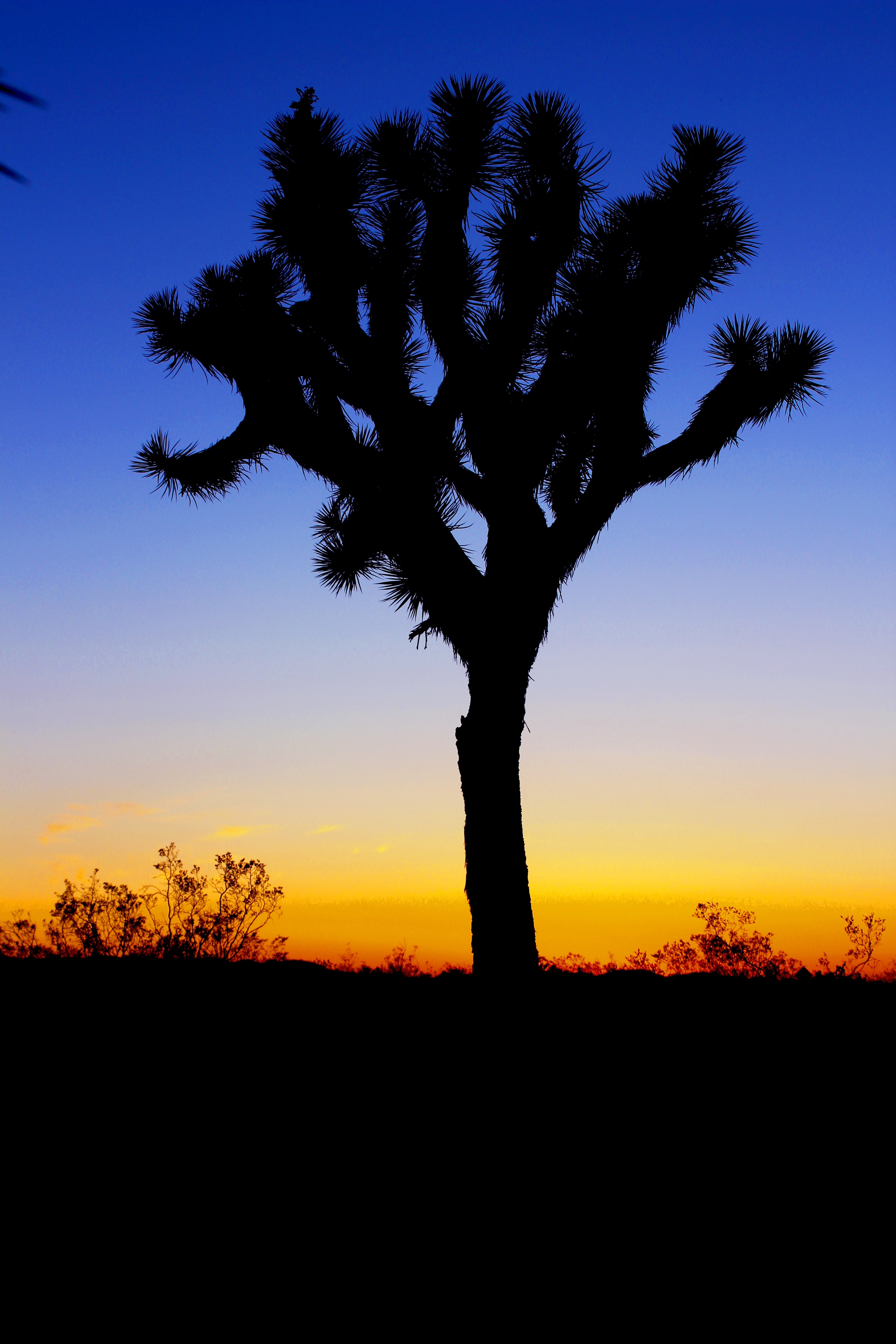 silhouette of a tree in the desert at sundown, twilight hour in the desert 4k, Phone HD Wallpaper