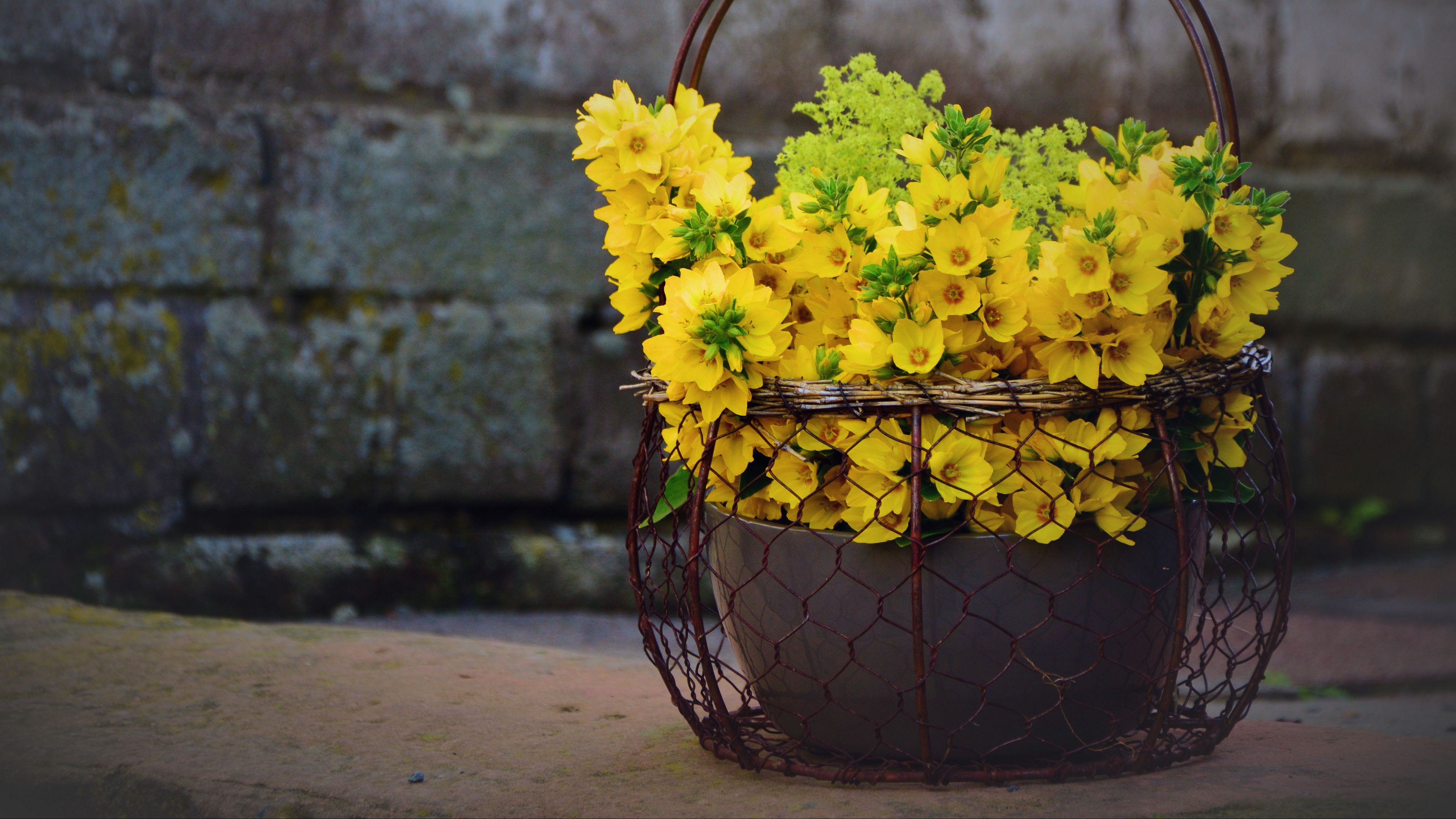 lysimachia, flowers, decoration, 4k, HD Wallpaper