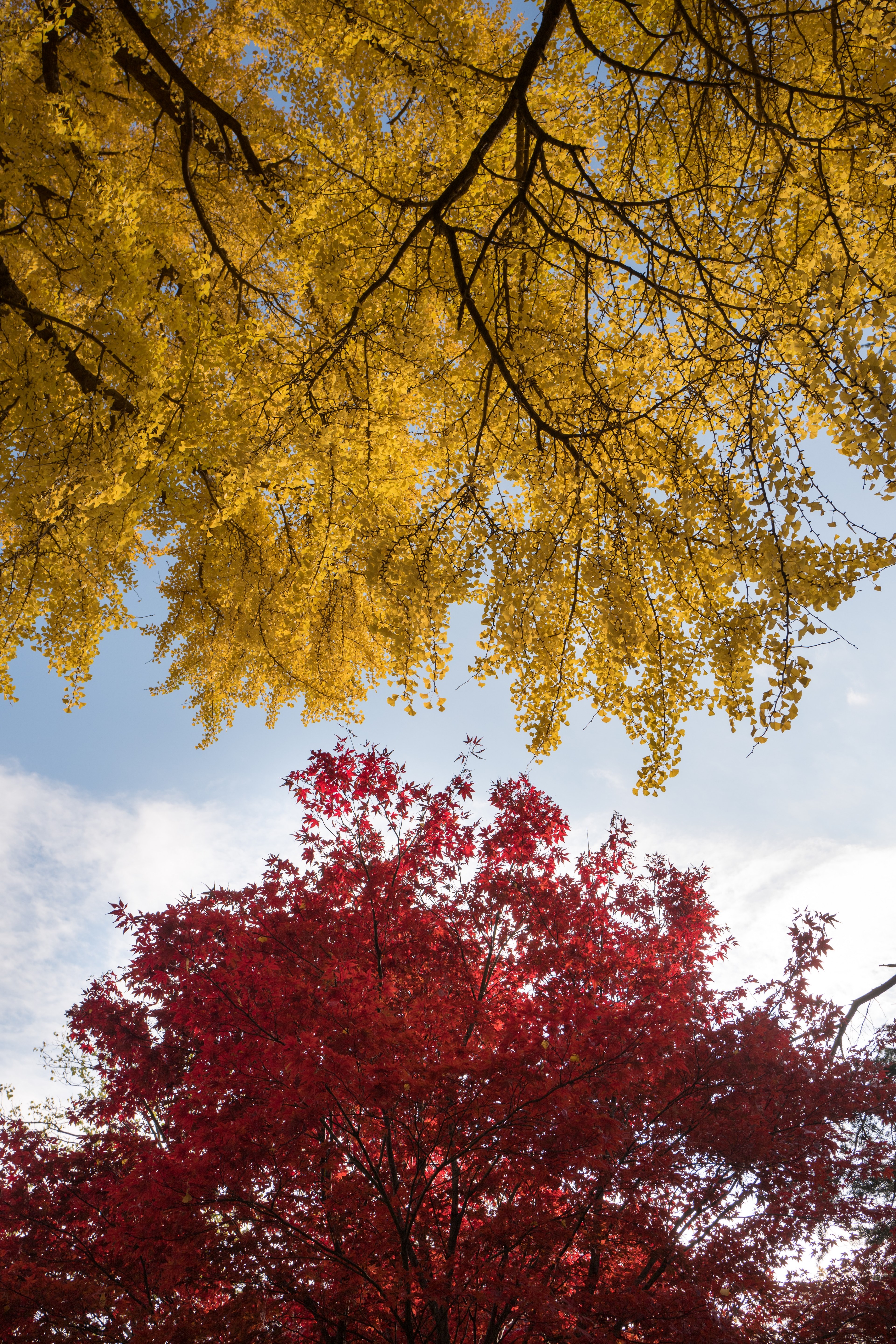 trees fall autumn and leaves hd, 4k, Phone HD Wallpaper