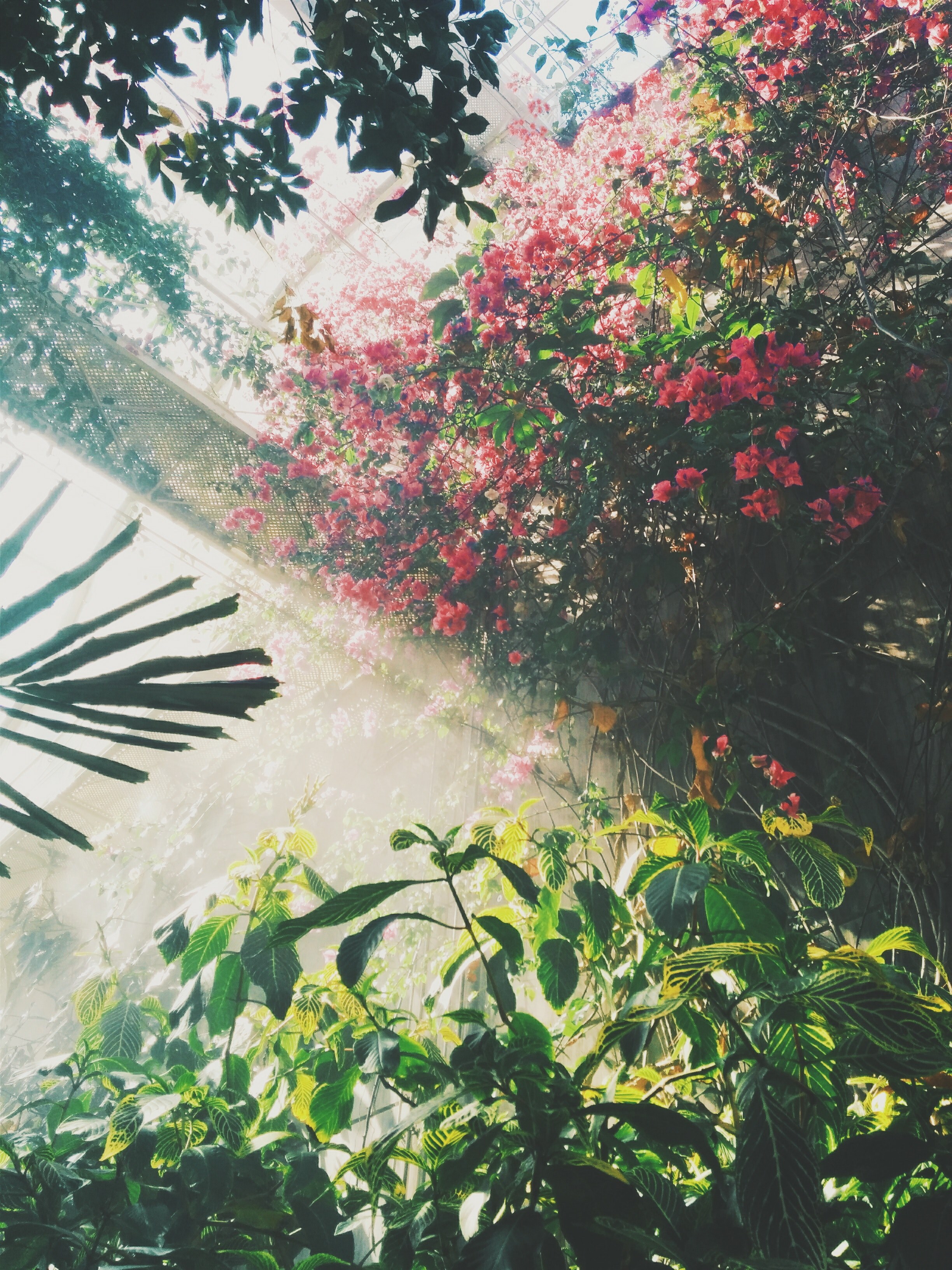 an angled shot of the inside of a greenhouse with green plants and red flowers, sunlight and flowers in a greenhouse 4k, Phone HD Wallpaper