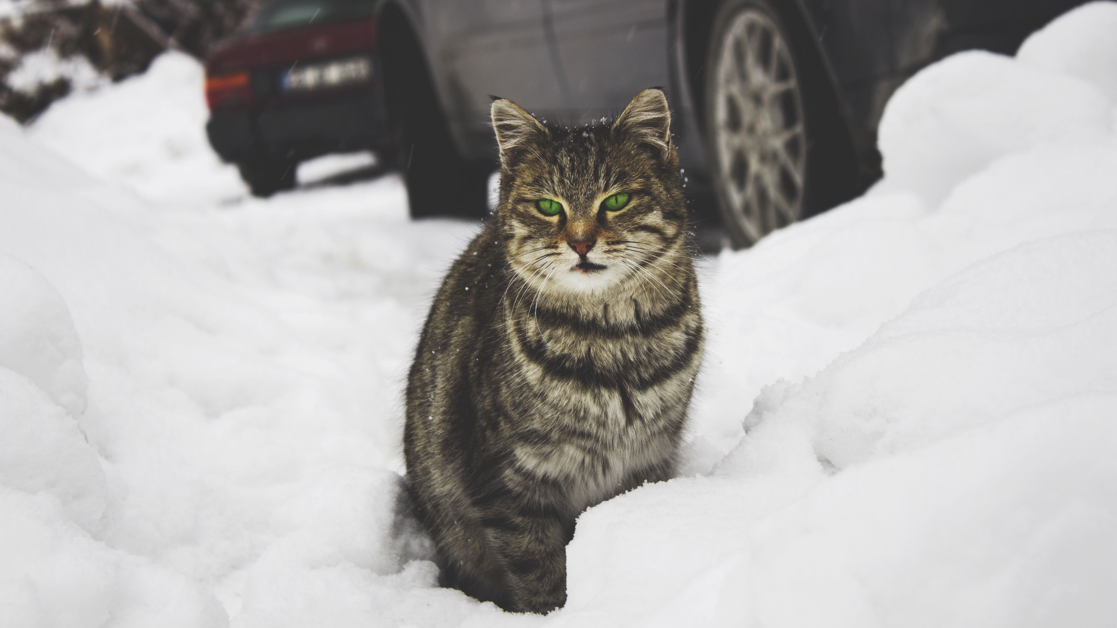 cat, green-eyed, snow, 4k, HD Wallpaper