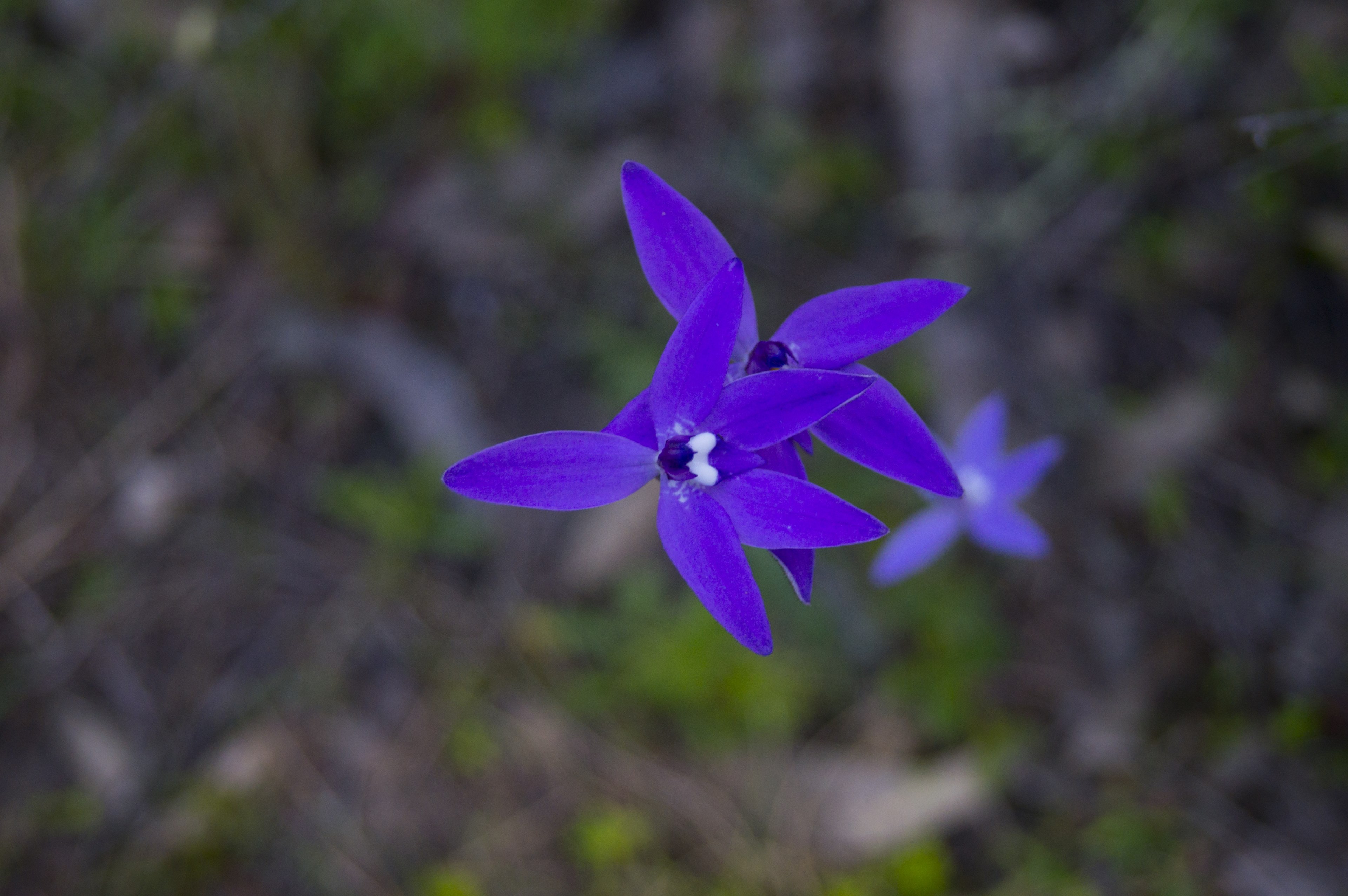 glassodia major orchid 4k, HD Wallpaper