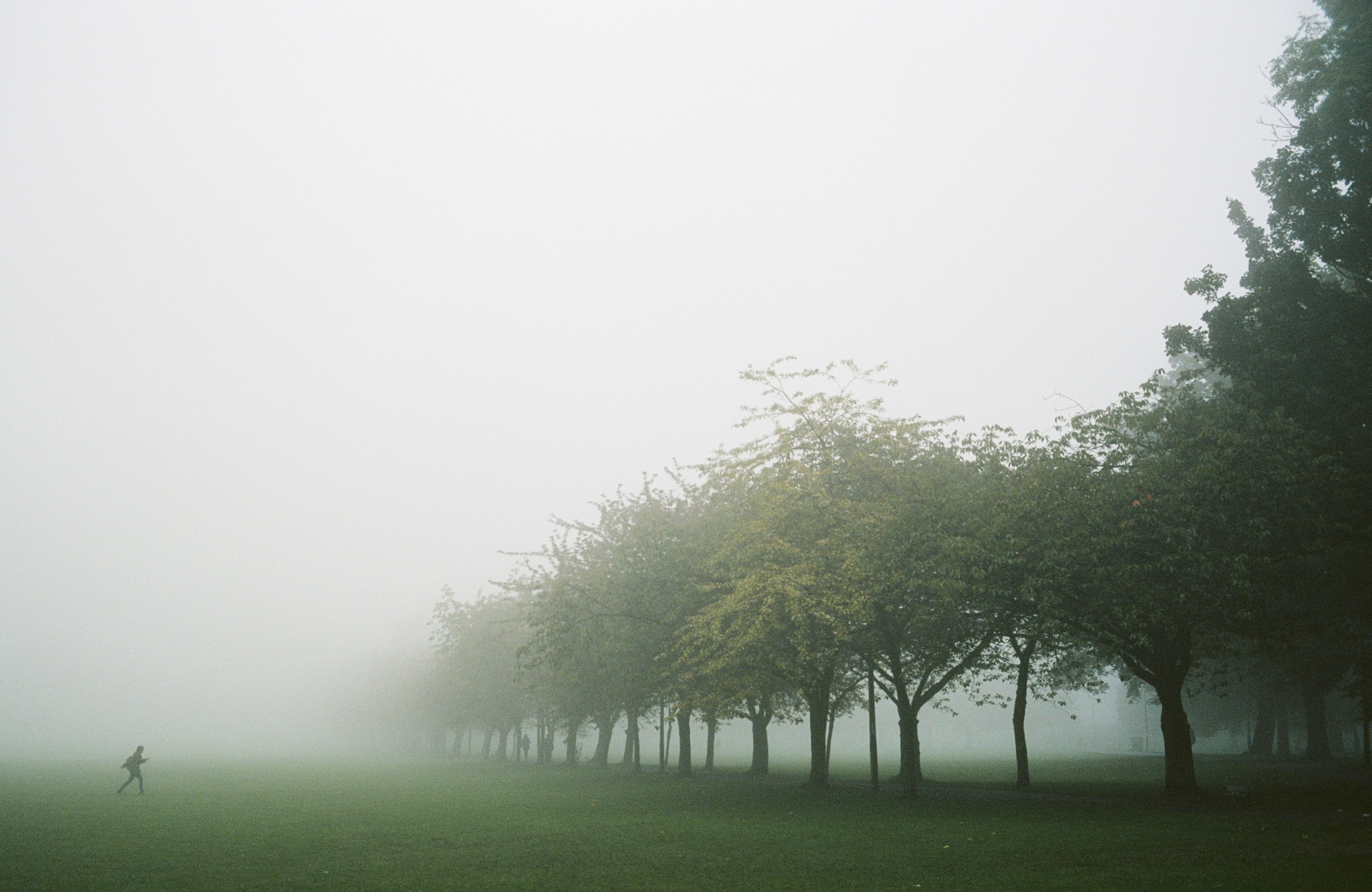 tree meadow united kingdom and scotland 4k, HD Wallpaper