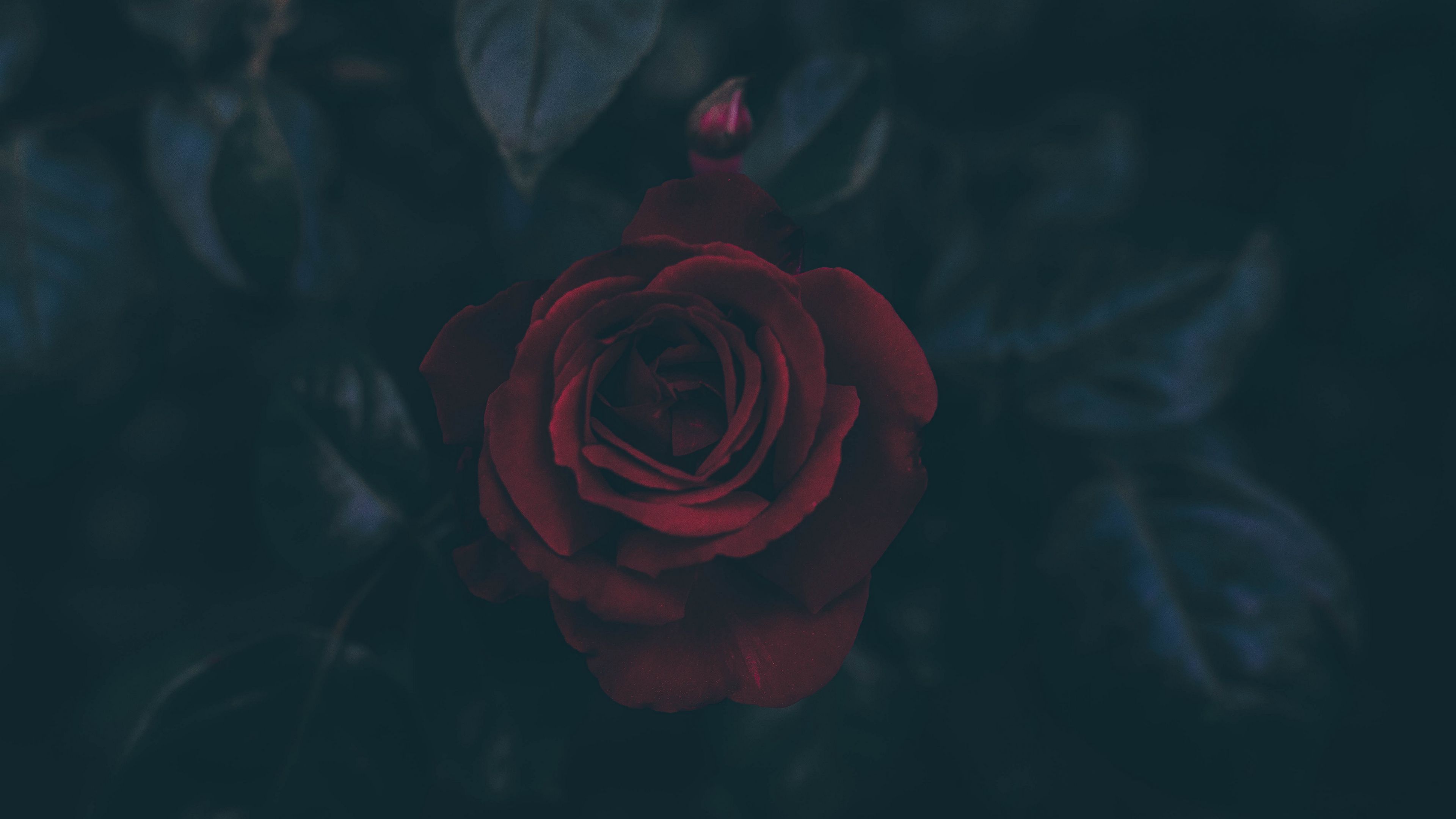rose, bud, dark, leaves, 4k, HD Wallpaper