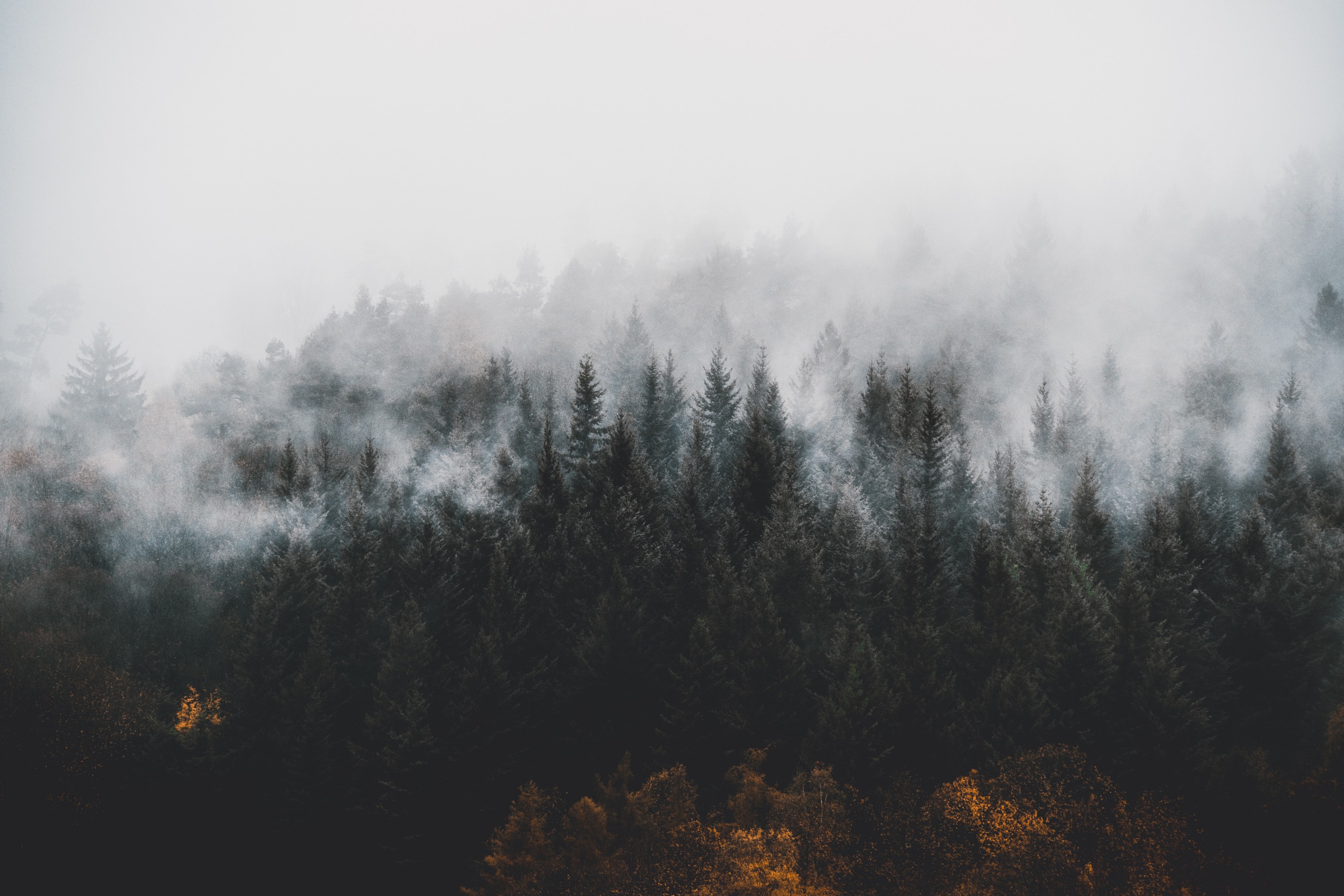black forest 4k, HD Wallpaper