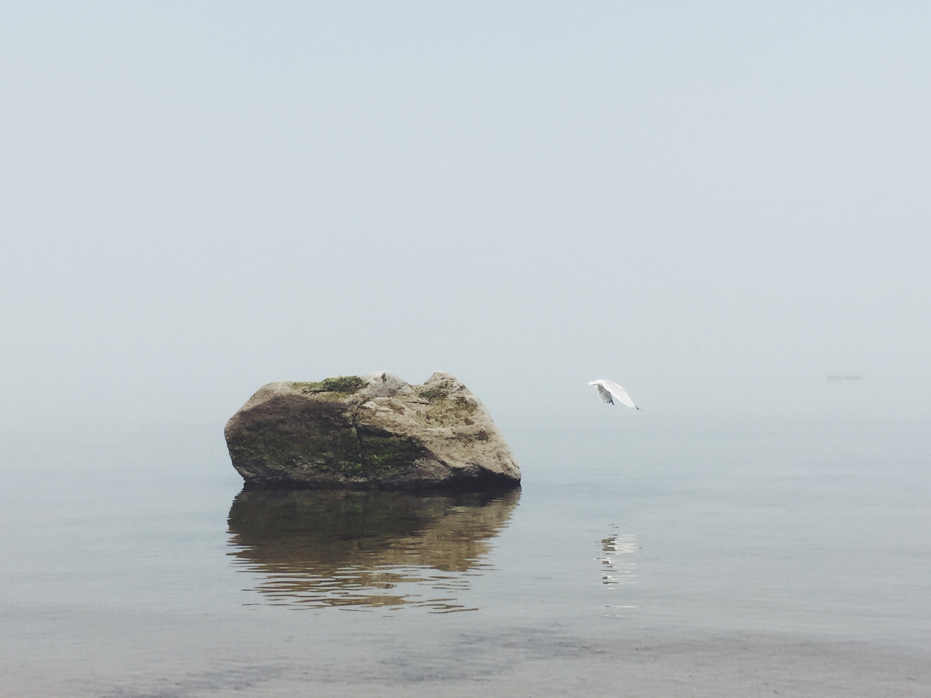 seagull flies off of lone boulder on a foggy seashore, flying through fog 4k, HD Wallpaper