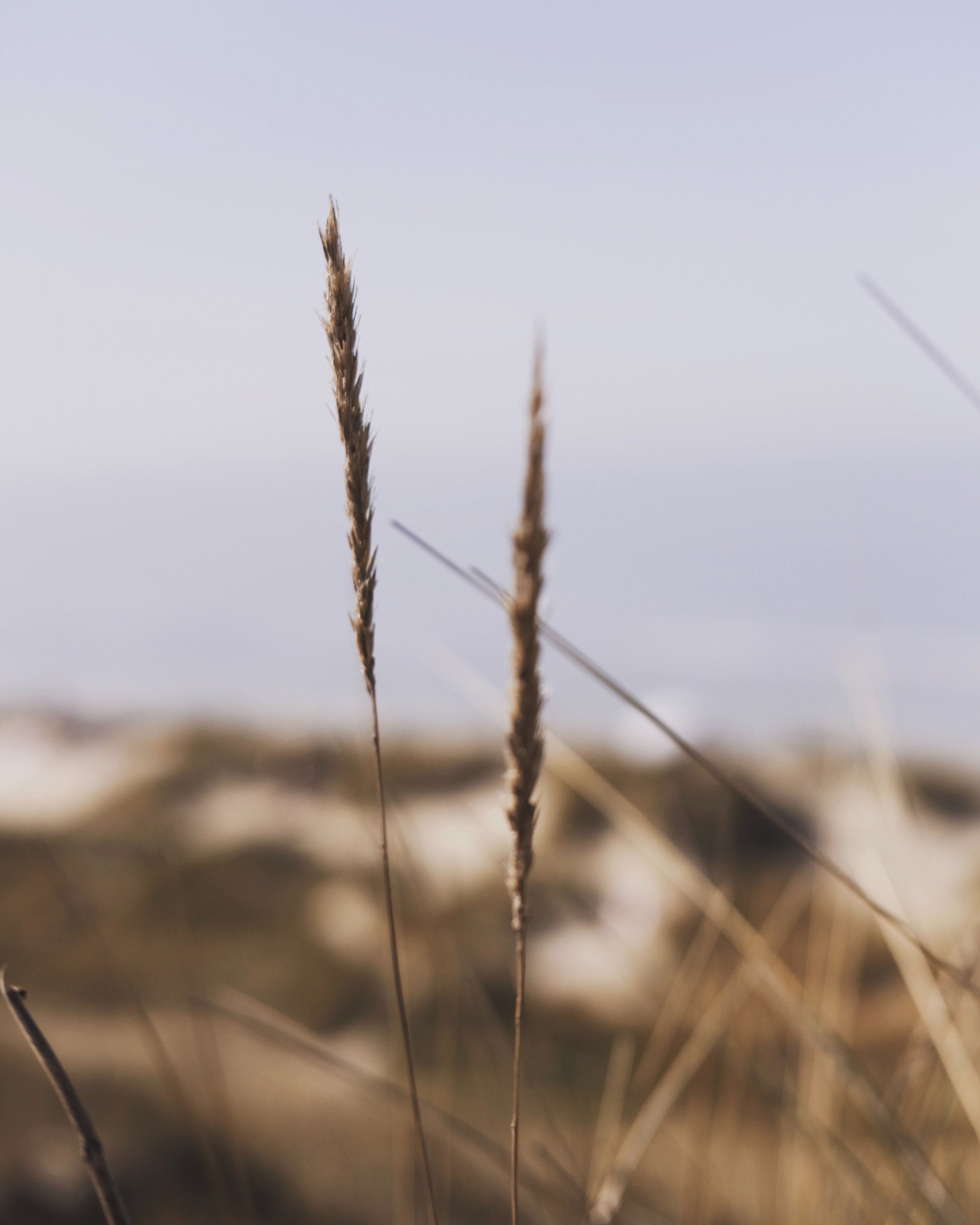 a beach in belgium 4k, Phone HD Wallpaper