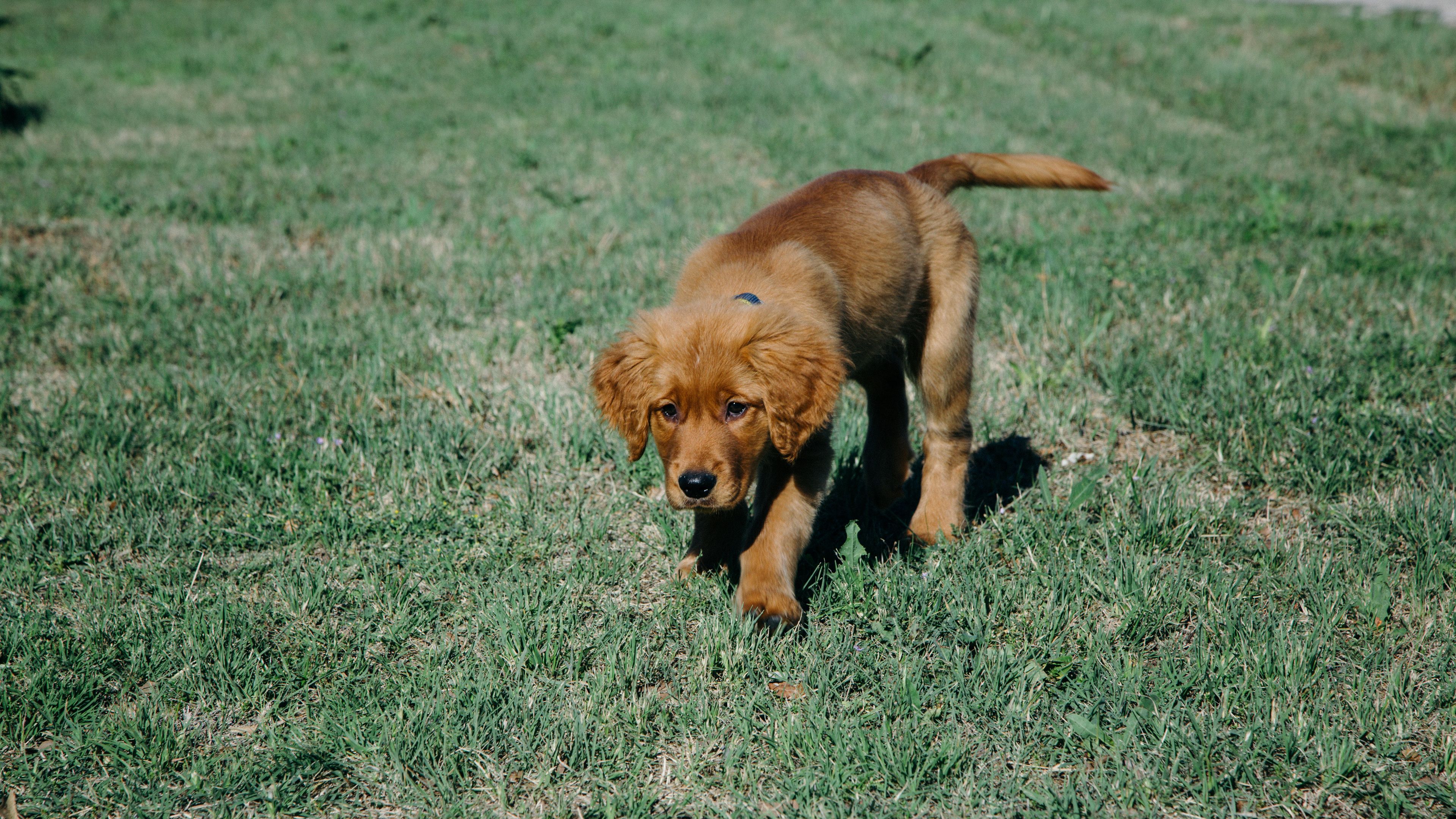 puppy, dog, grass, 4k, HD Wallpaper