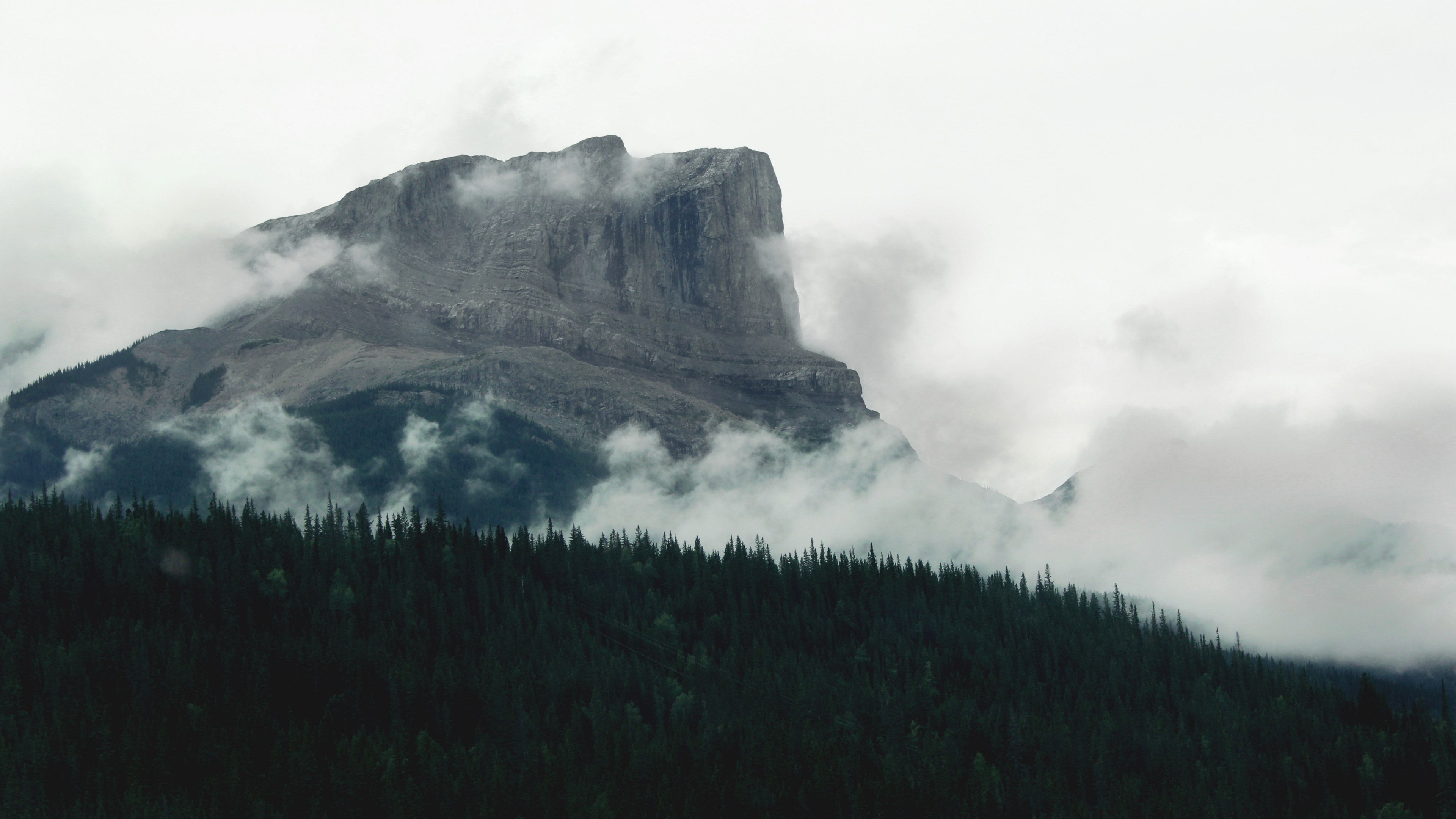 hiding in the fog 4k, HD Wallpaper