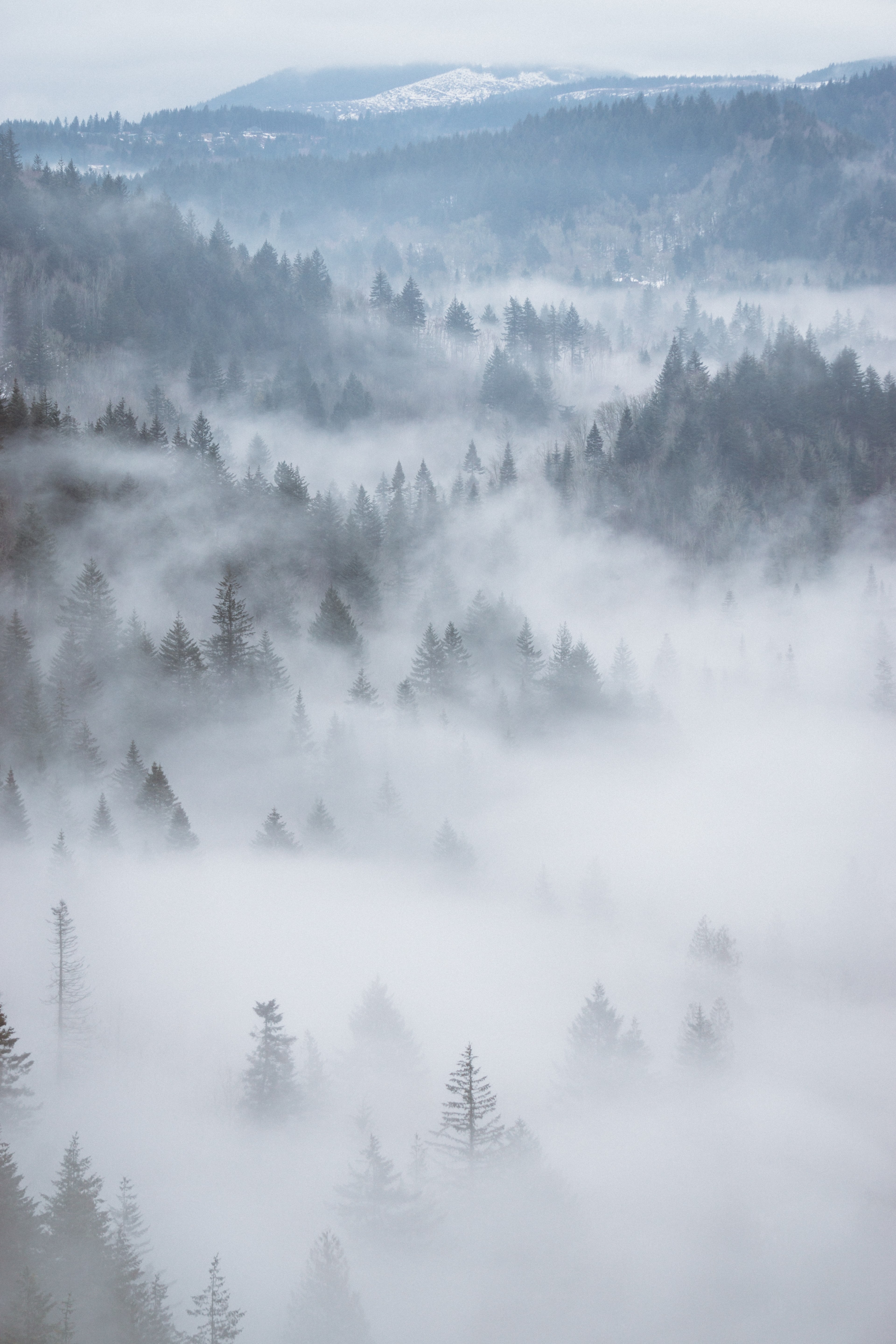 wooded hills in the mountains under thick fog, foggy morning at the gorge 4k, Phone HD Wallpaper