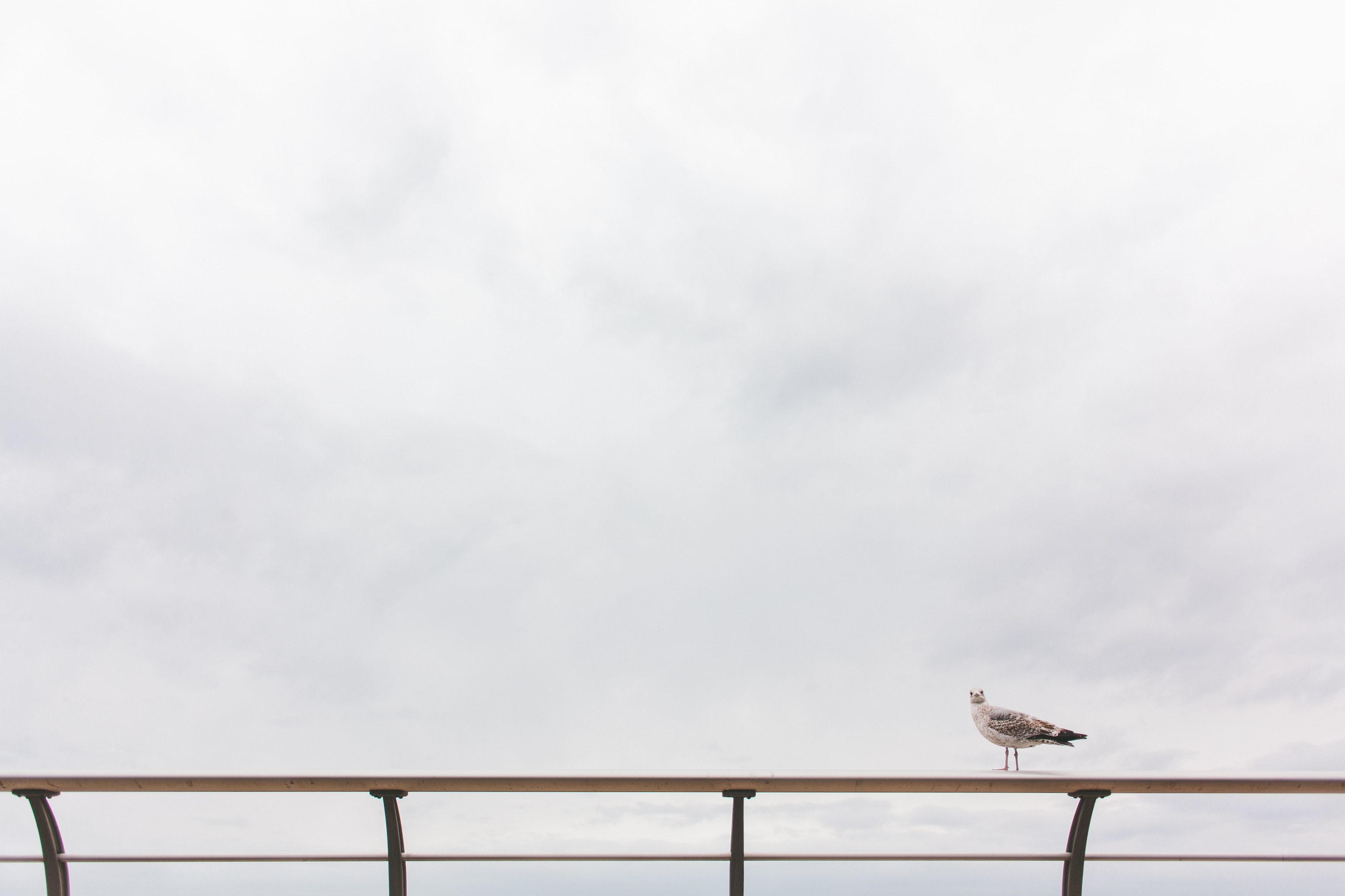 bird seagull sea bird and railing 4k, HD Wallpaper