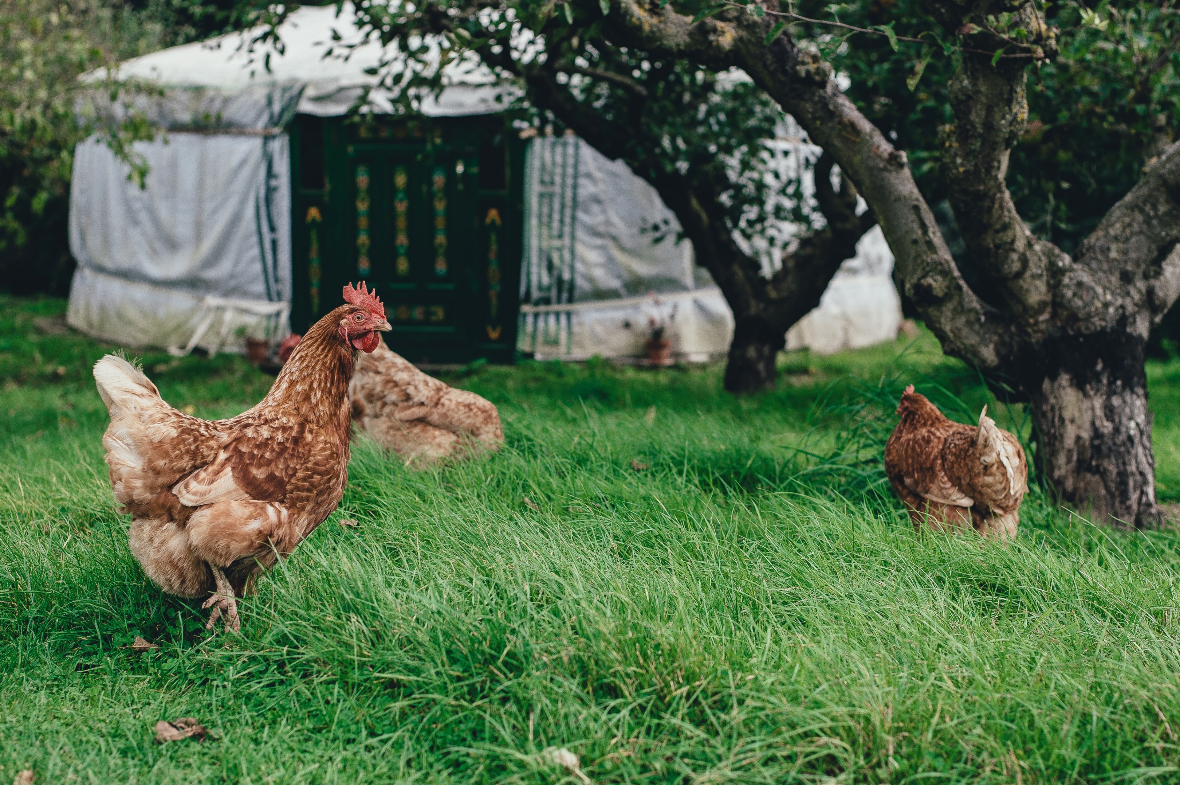 chicken hen bird and poultry 4k, HD Wallpaper