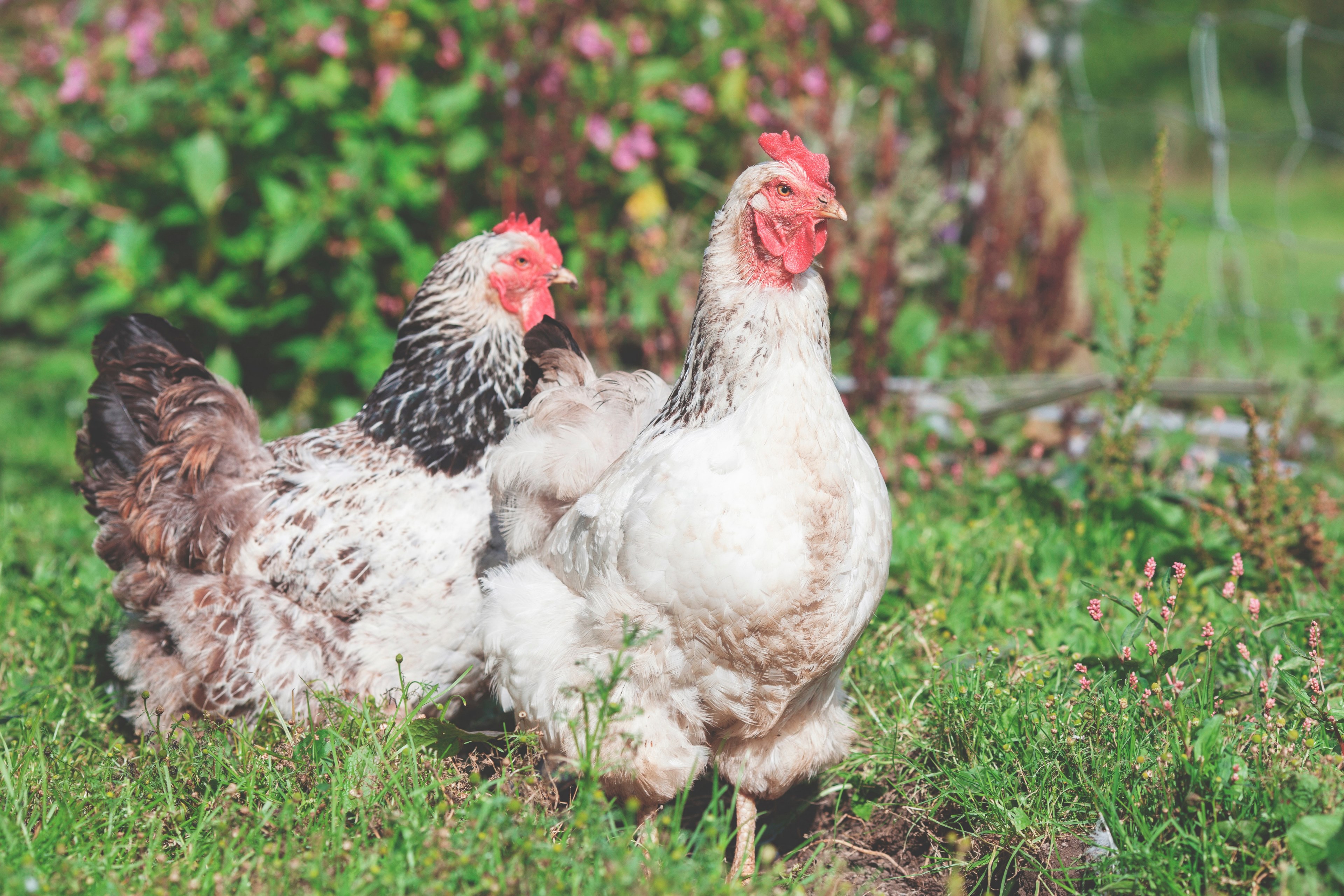 a couple of hens in a farm, _hens 4k, HD Wallpaper