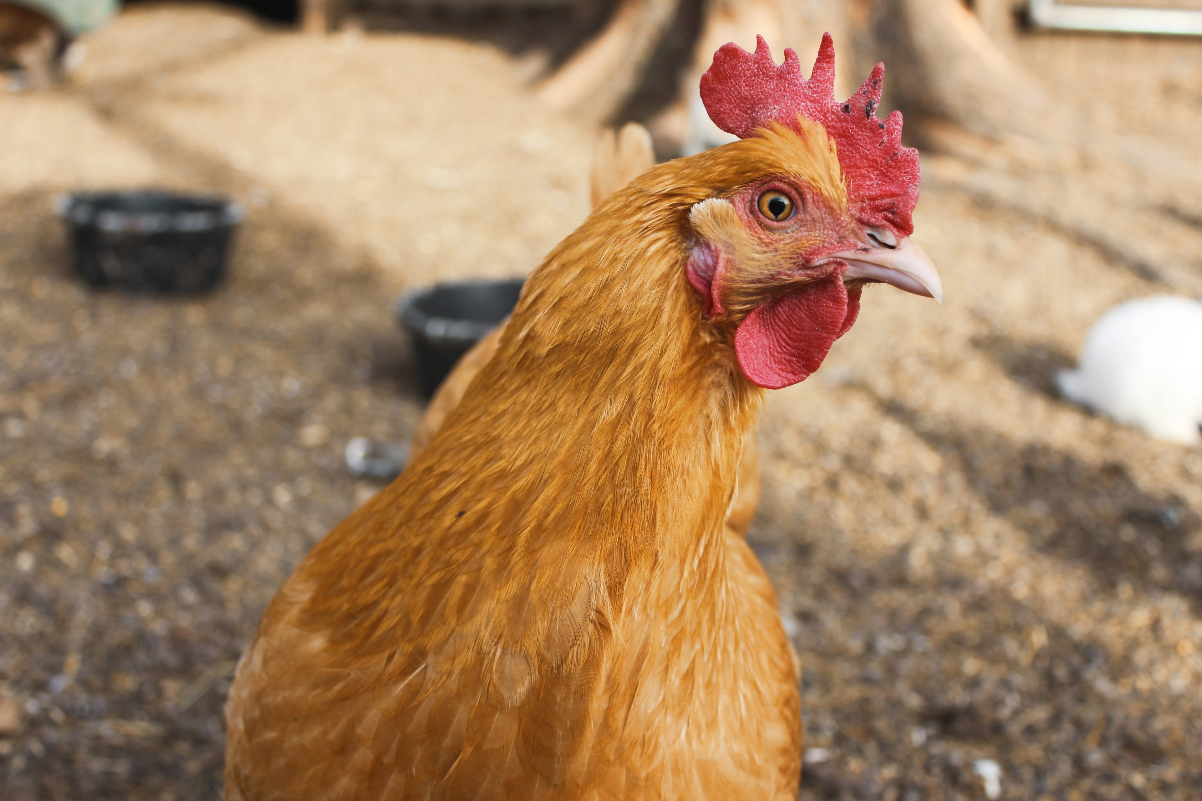 chicken turning its head by a feeding ground by a tree, chicken its turning head 4k, HD Wallpaper