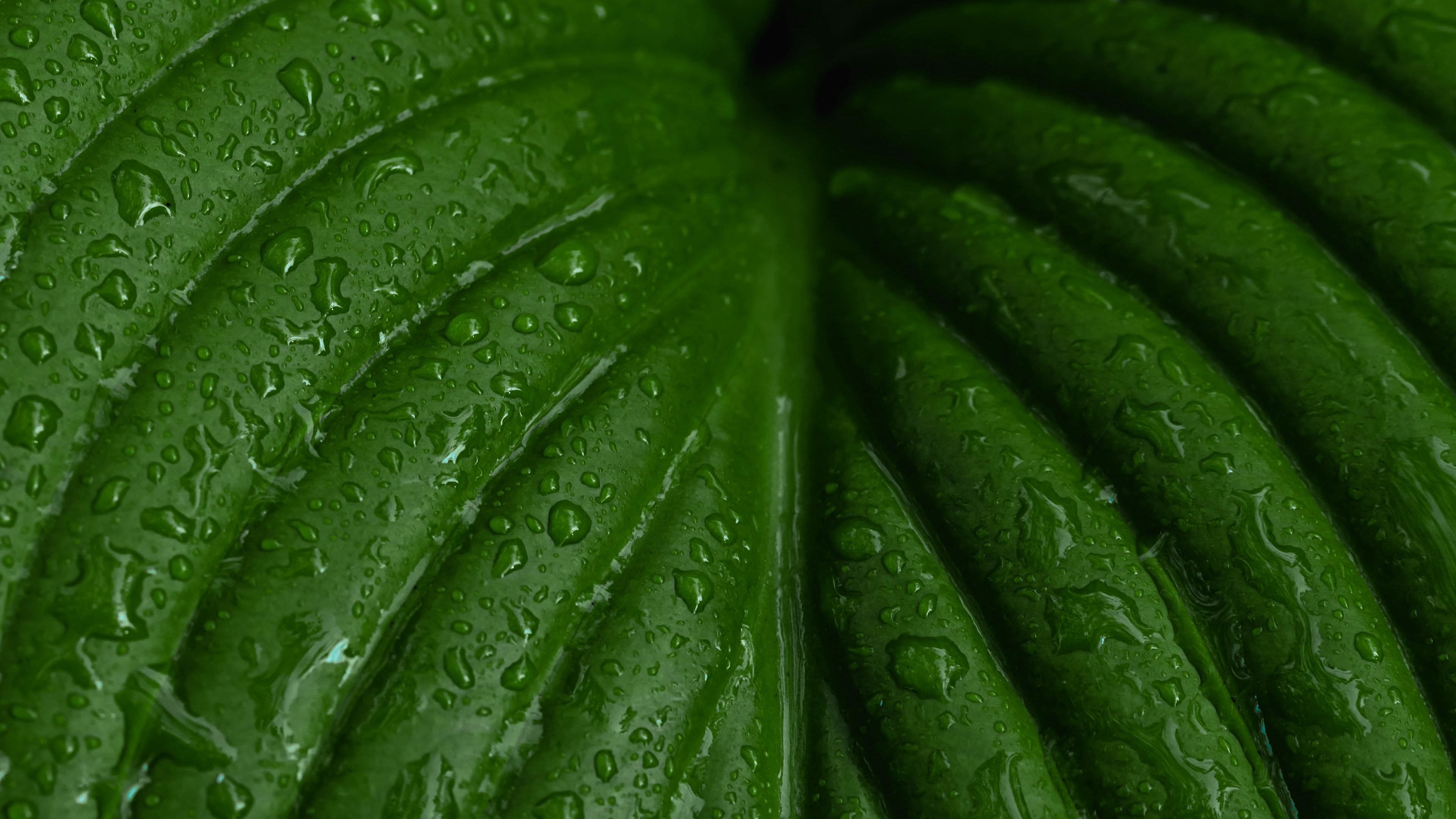 leaf, macro, drops, plant, 4k, HD Wallpaper