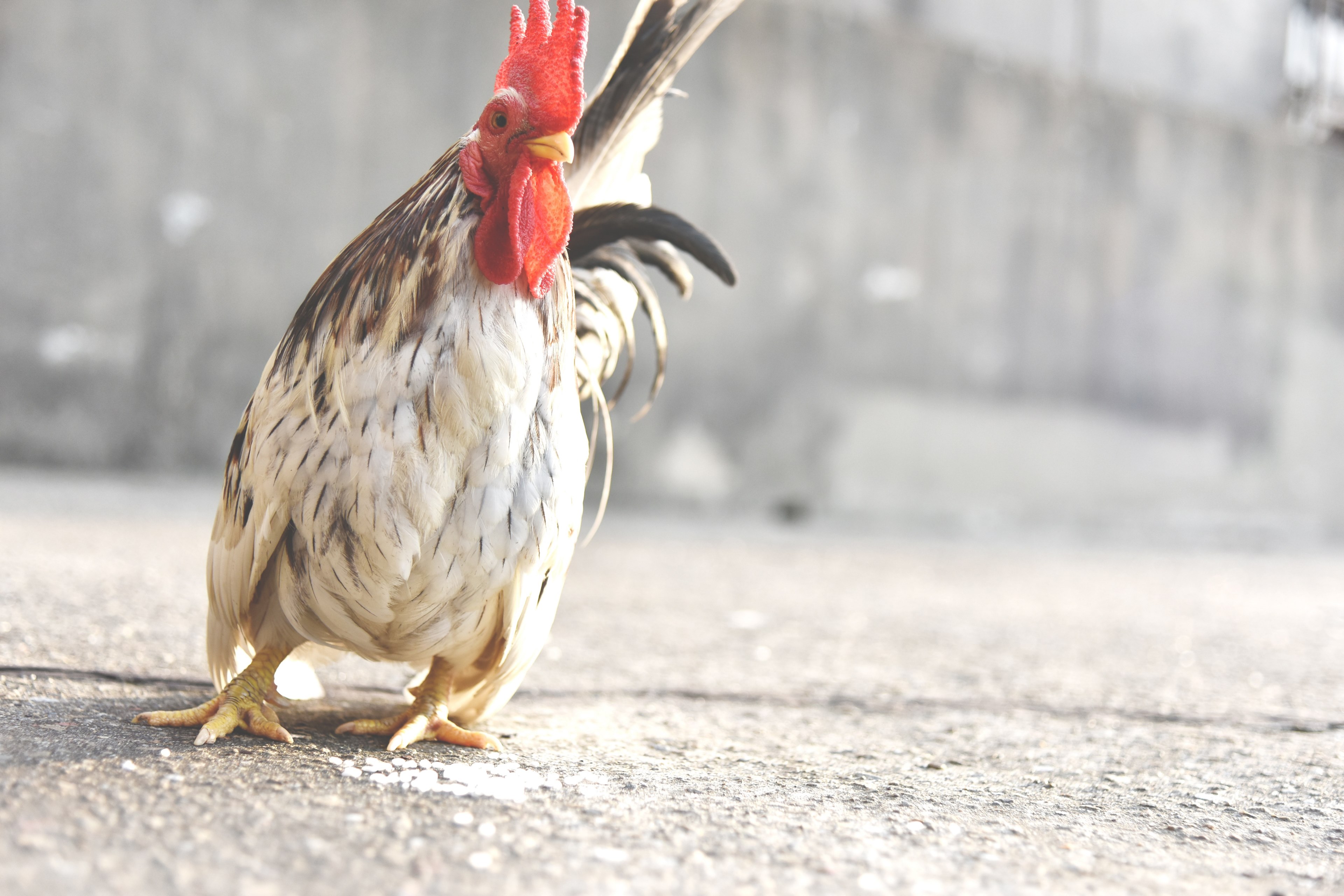 crazy chicken walks on the pavement, wild rooster 4k, HD Wallpaper