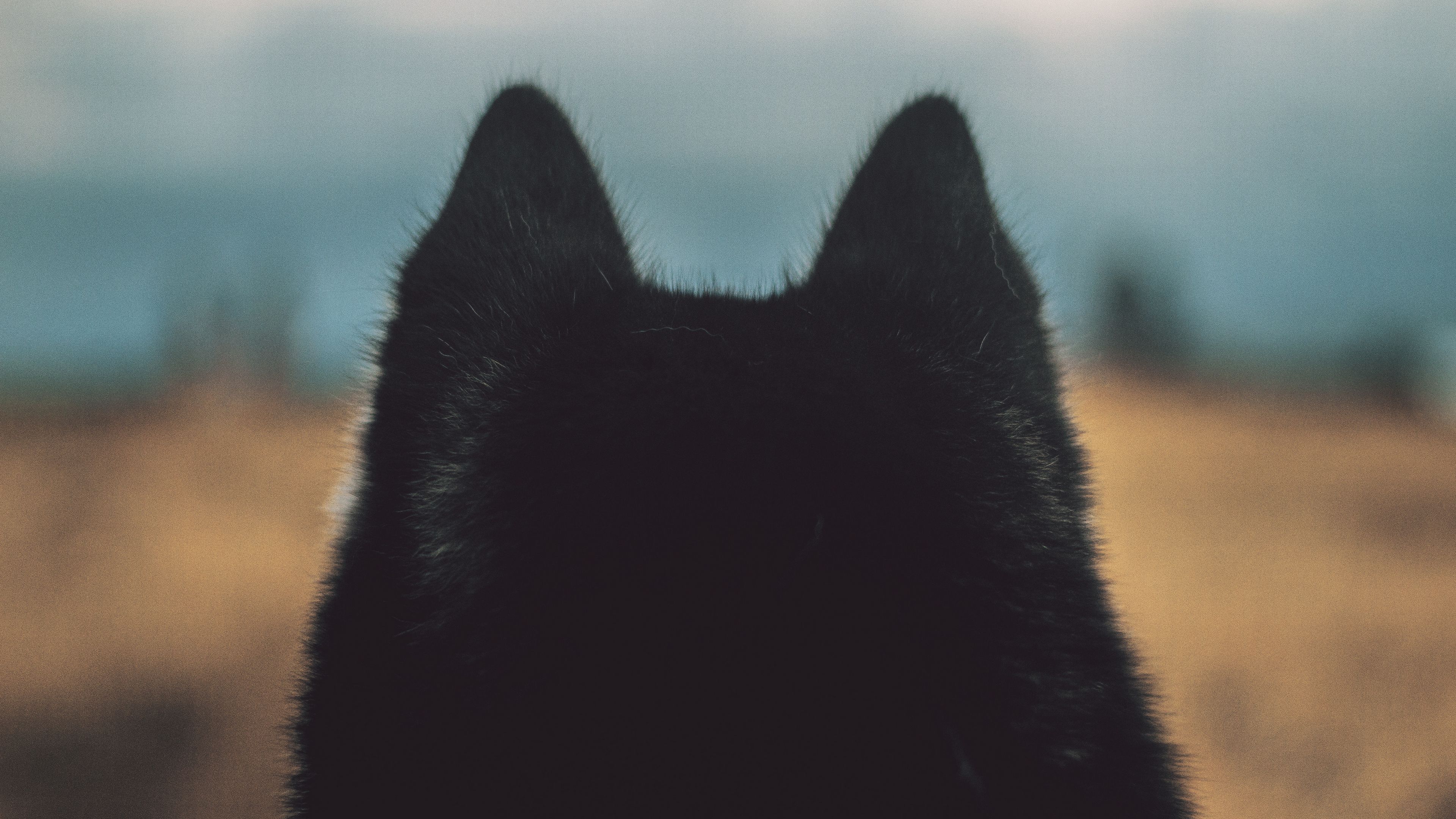 dog, ears, fur, 4k, HD Wallpaper
