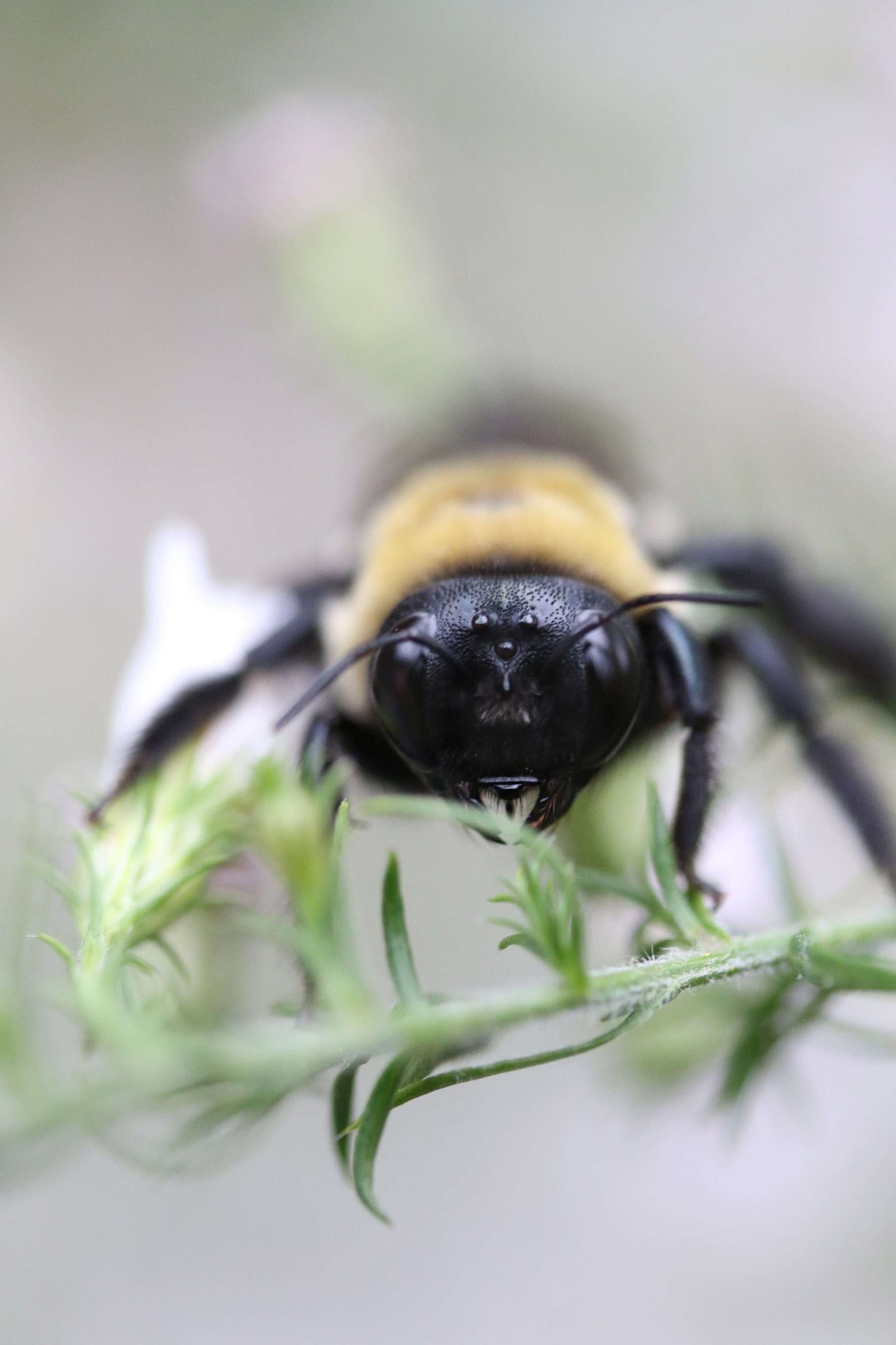 a close up of the head of a bee sitting on a green plant stem in rocky gap campgrounds, close up of a bees head 4k, Phone HD Wallpaper