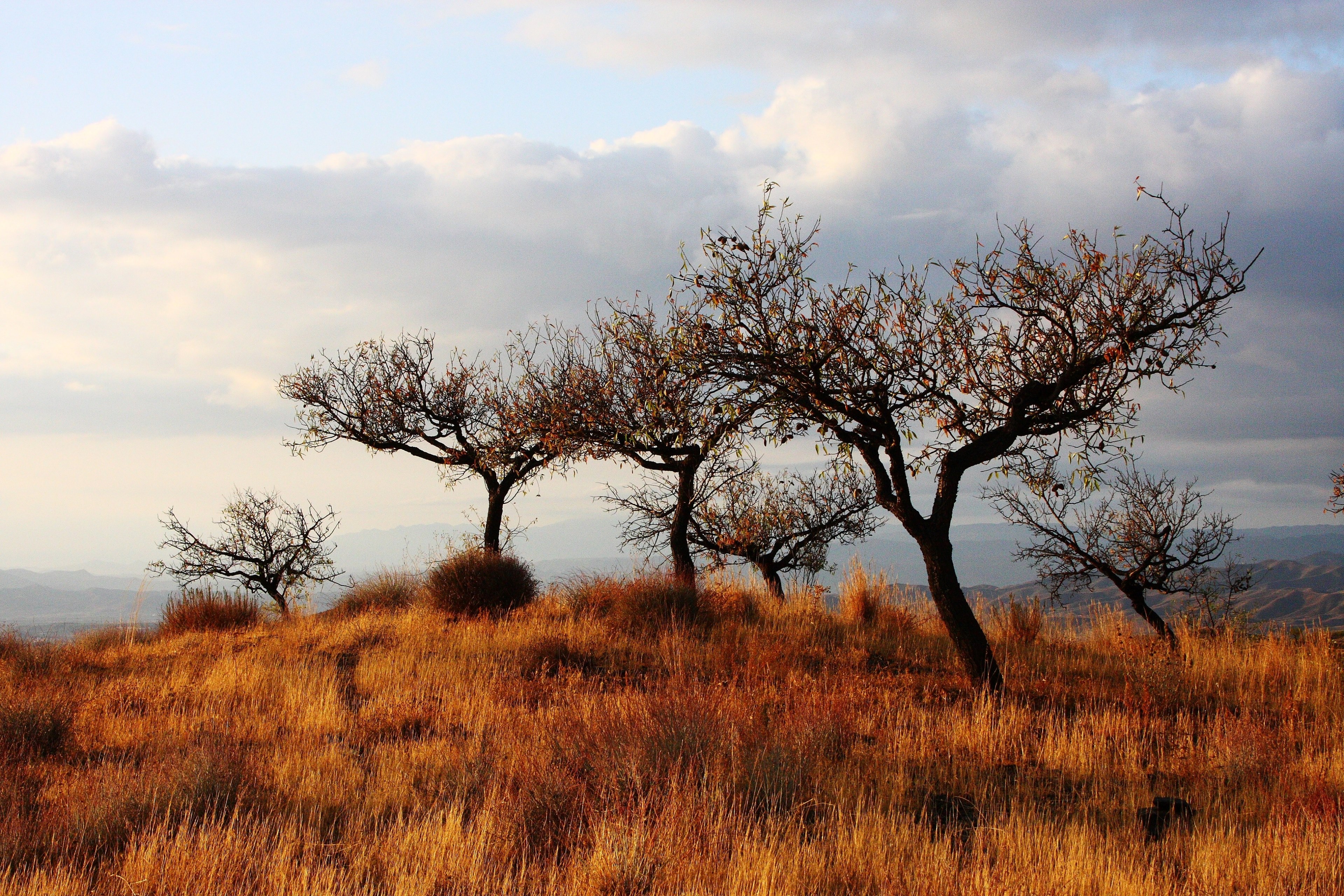 short sparsely leaved trees in orange grass under a cloudy sky, trees in the orange grass 4k, HD Wallpaper