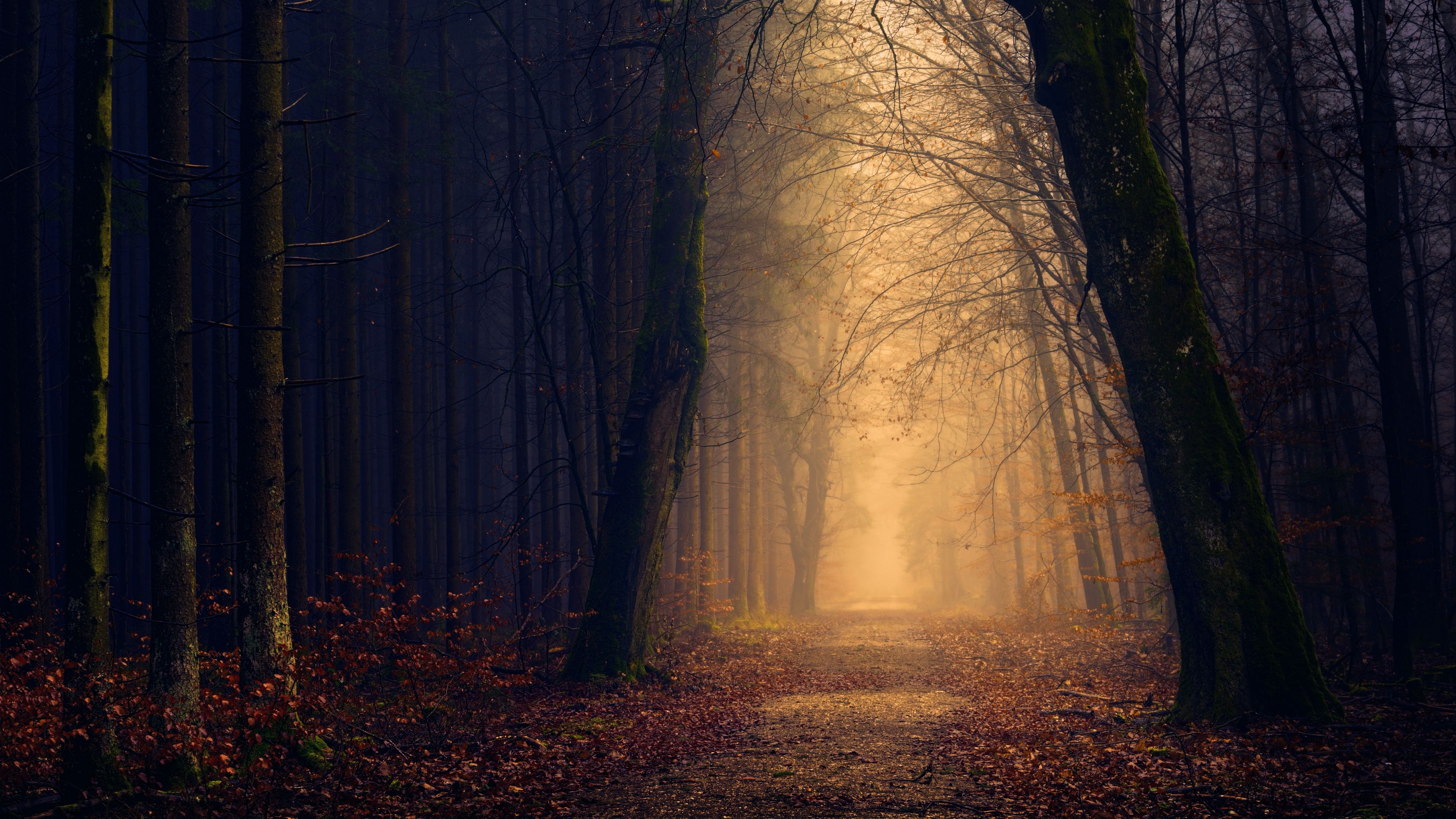 park, autumn, trees, 4k, HD Wallpaper