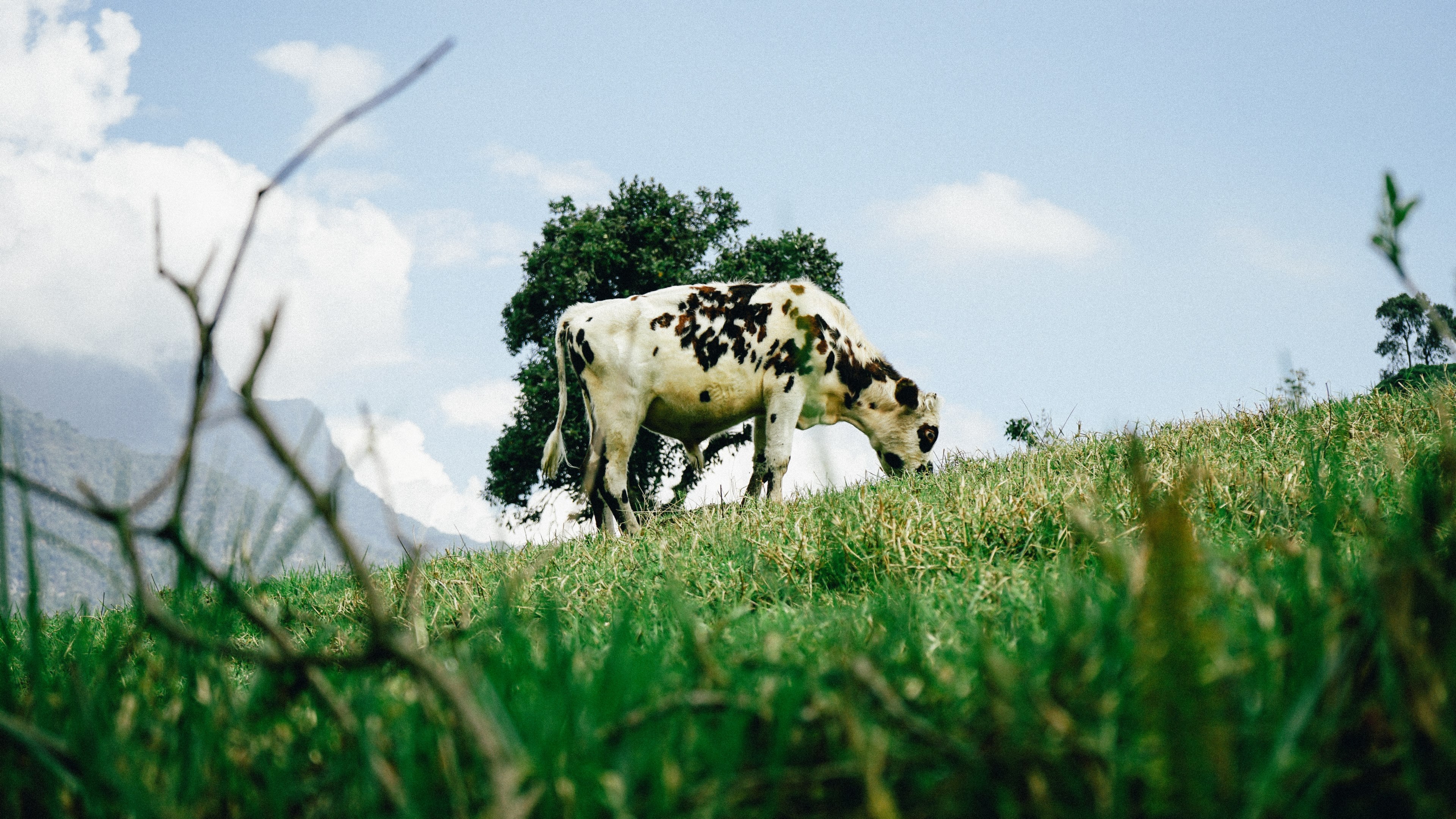 cow grazing animal and cattle 4k, HD Wallpaper