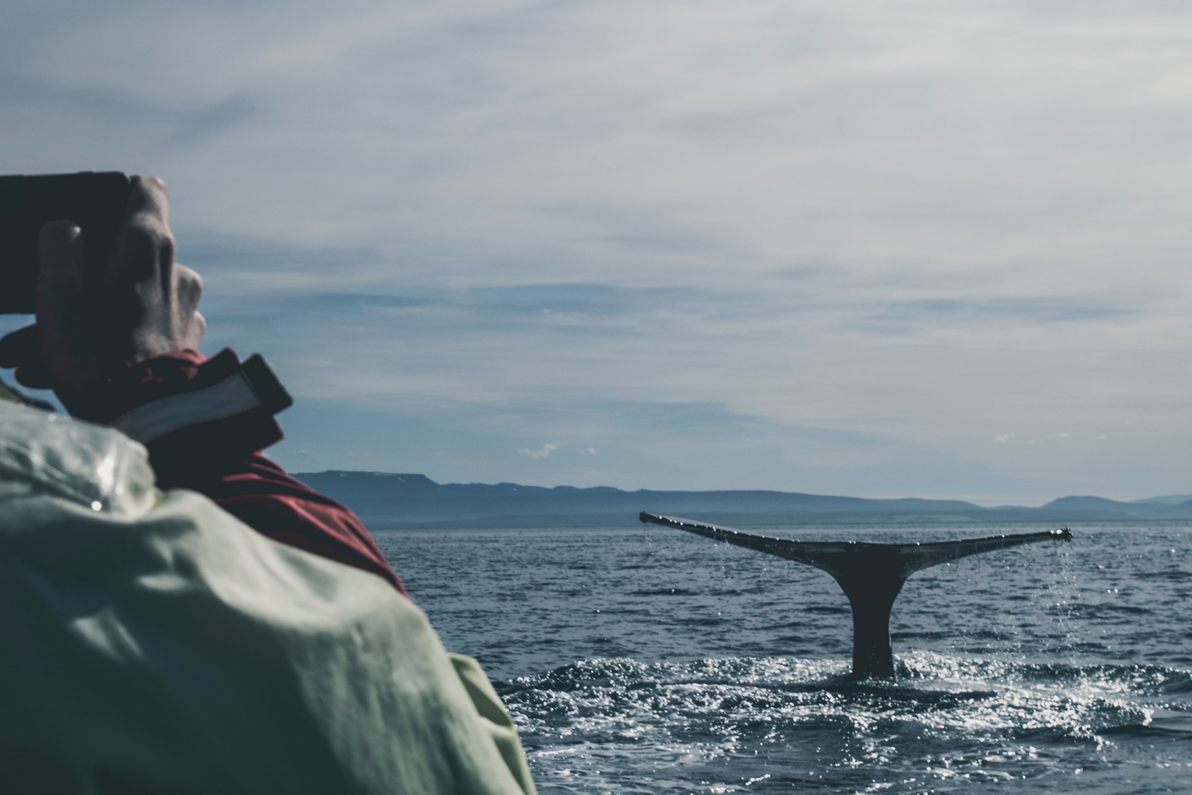 sea whale tail and whale watching 4k, HD Wallpaper