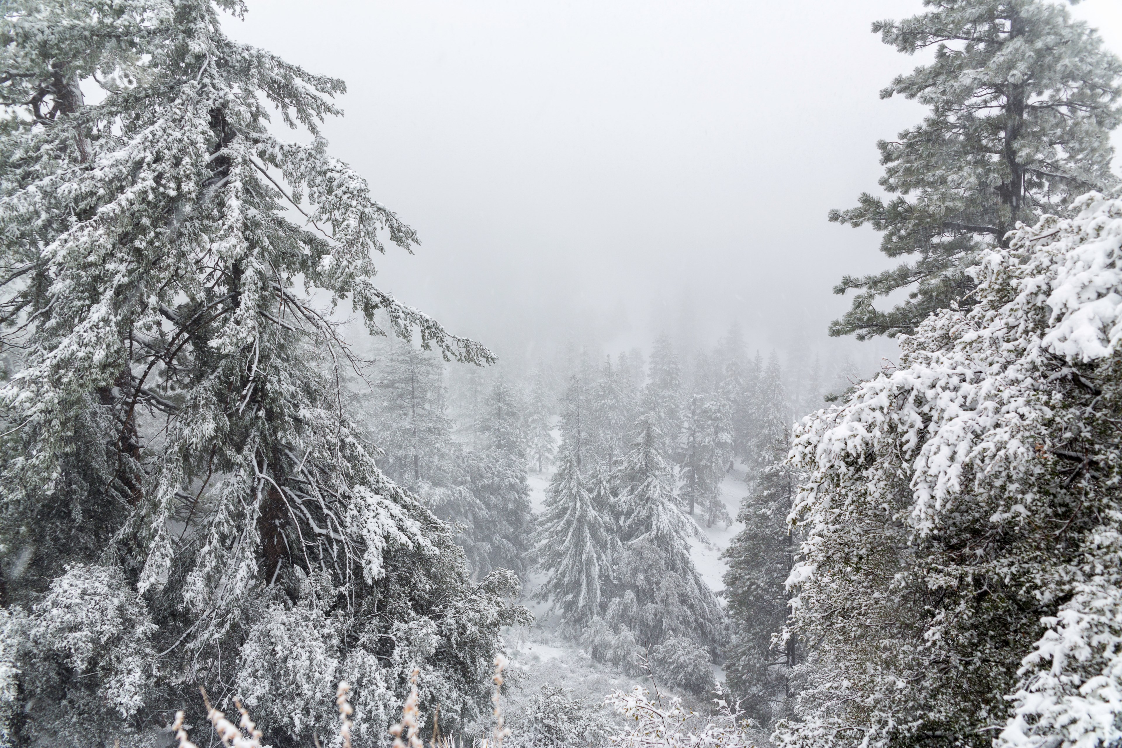 winter has come 4k, HD Wallpaper