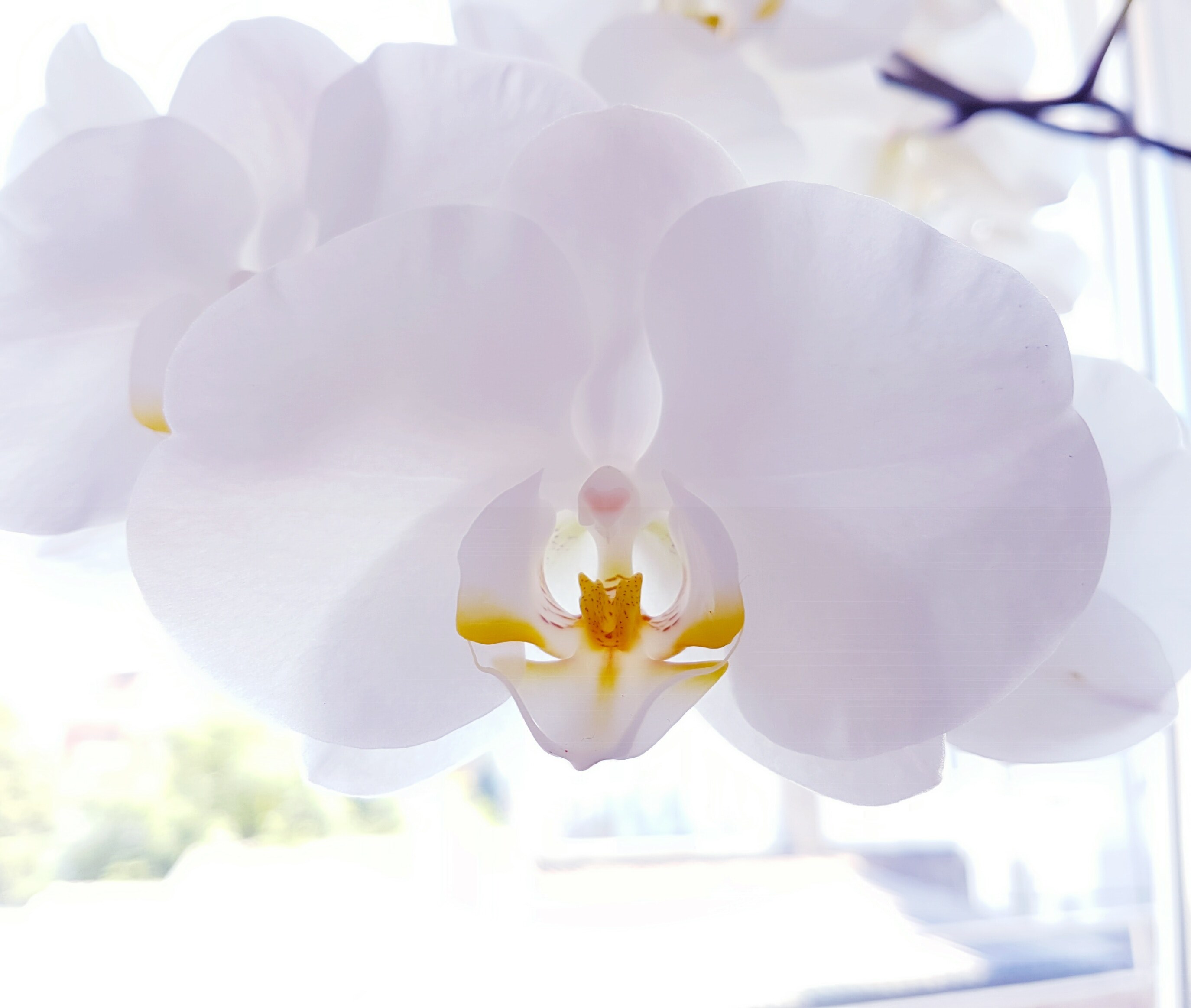a closeup of white flower petals inside, _the orchid 4k, HD Wallpaper