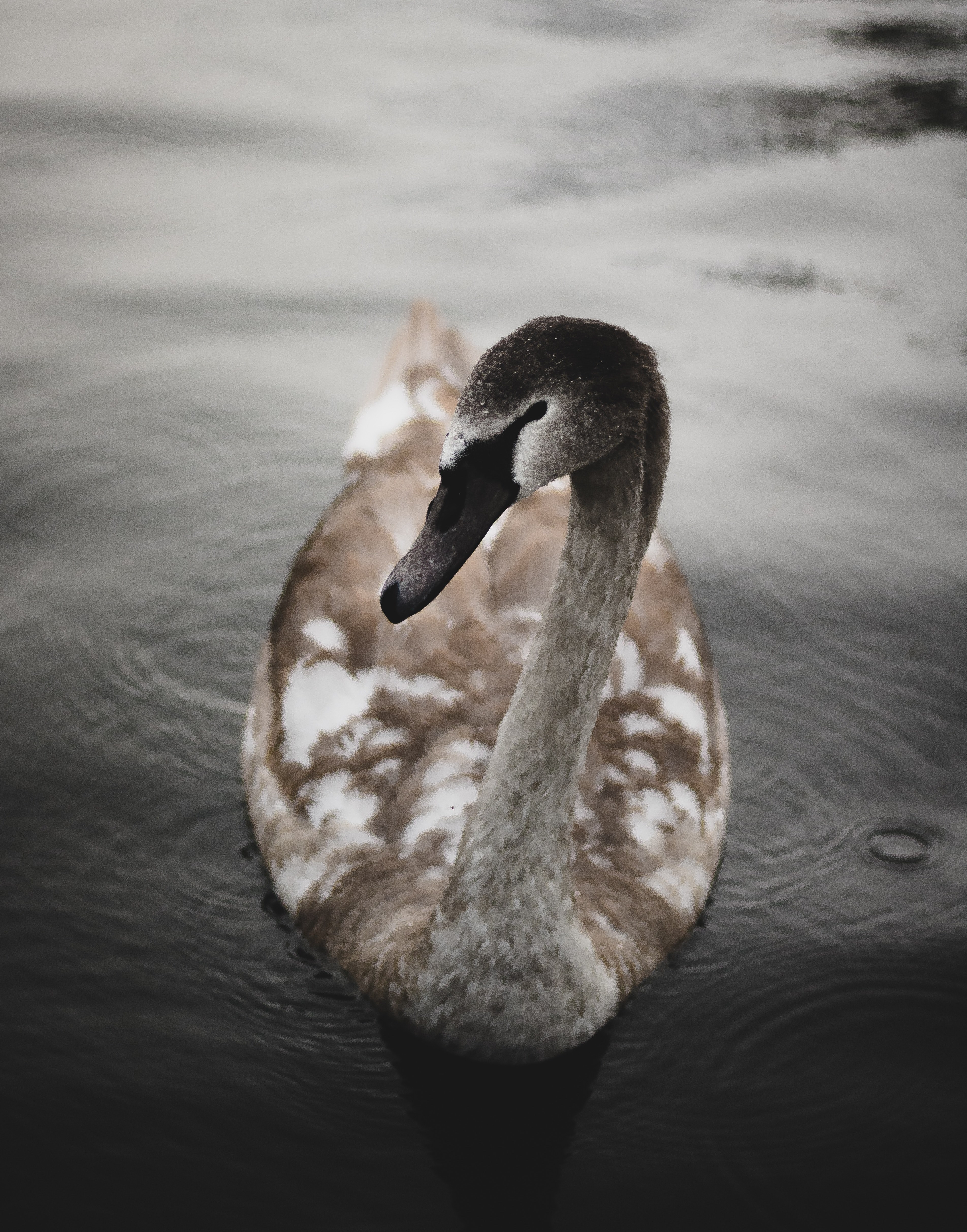 mother goose 4k, Phone HD Wallpaper