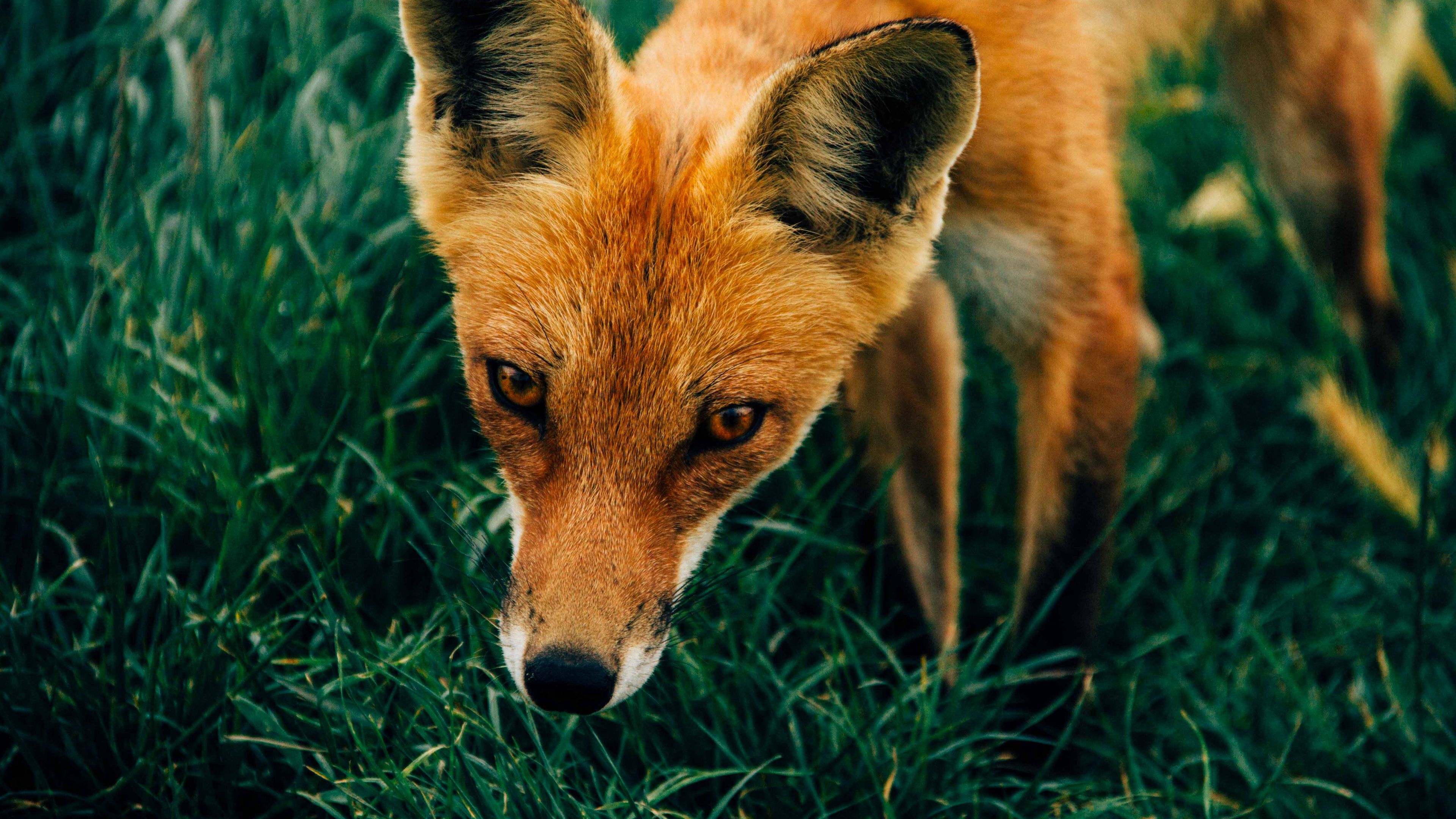 fox, muzzle, grass, 4k, HD Wallpaper